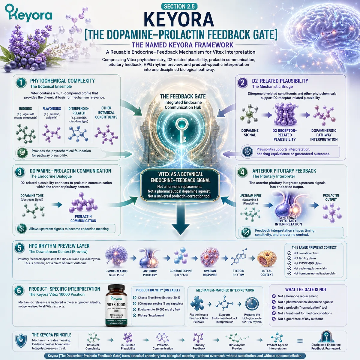 Vitex female rhythm support framework integrating phytochemical complexity, D2 receptor-related plausibility, dopamine-prolactin communication, pituitary feedback, and HPG rhythm interpretation through the Keyora Dopamine-Prolactin Feedback Gate. Vitex female rhythm support framework integrating phytochemical complexity, D2 receptor-related plausibility, dopamine-prolactin communication, pituitary feedback, and HPG rhythm interpretation through the Keyora Dopamine-Prolactin Feedback Gate.