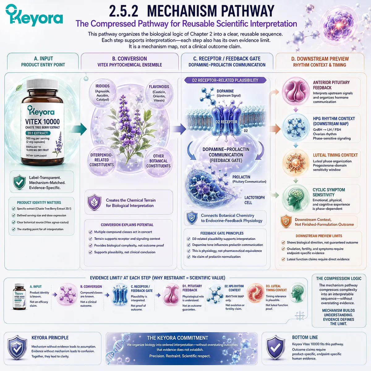 Vitex mechanism pathway showing product identity, phytochemical ensemble, D2 receptor-related plausibility, dopamine-prolactin communication, pituitary feedback, HPG rhythm context, and cyclic timing within the Keyora Dopamine-Prolactin Feedback Gate. Vitex mechanism pathway showing product identity, phytochemical ensemble, D2 receptor-related plausibility, dopamine-prolactin communication, pituitary feedback, HPG rhythm context, and cyclic timing within the Keyora Dopamine-Prolactin Feedback Gate.