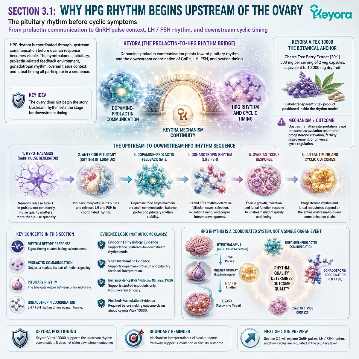 Vitex and female rhythm support through prolactin communication, GnRH pulse signaling, LH/FSH rhythm, and HPG coordination, illustrating the Keyora Prolactin-to-HPG Rhythm Bridge before ovarian response. Vitex and female rhythm support through prolactin communication, GnRH pulse signaling, LH/FSH rhythm, and HPG coordination, illustrating the Keyora Prolactin-to-HPG Rhythm Bridge before ovarian response.