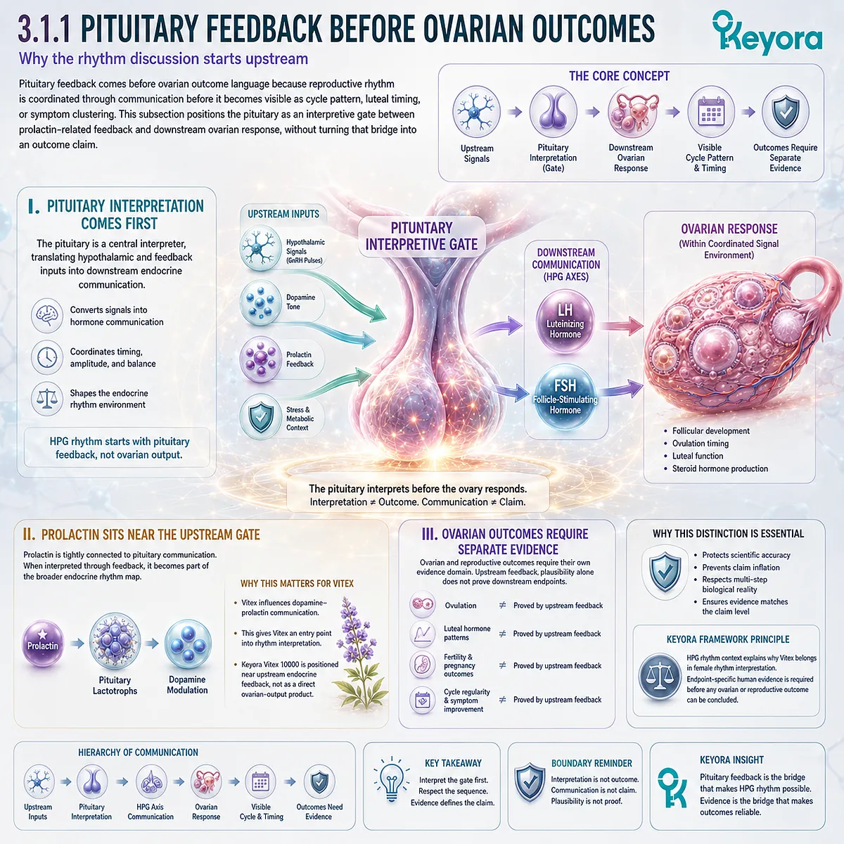 Vitex, prolactin communication, and pituitary feedback in female rhythm support, linking HPG signaling, GnRH pulse context, and downstream ovarian timing through the Keyora Prolactin-to-HPG Rhythm Bridge. Vitex, prolactin communication, and pituitary feedback in female rhythm support, linking HPG signaling, GnRH pulse context, and downstream ovarian timing through the Keyora Prolactin-to-HPG Rhythm Bridge.