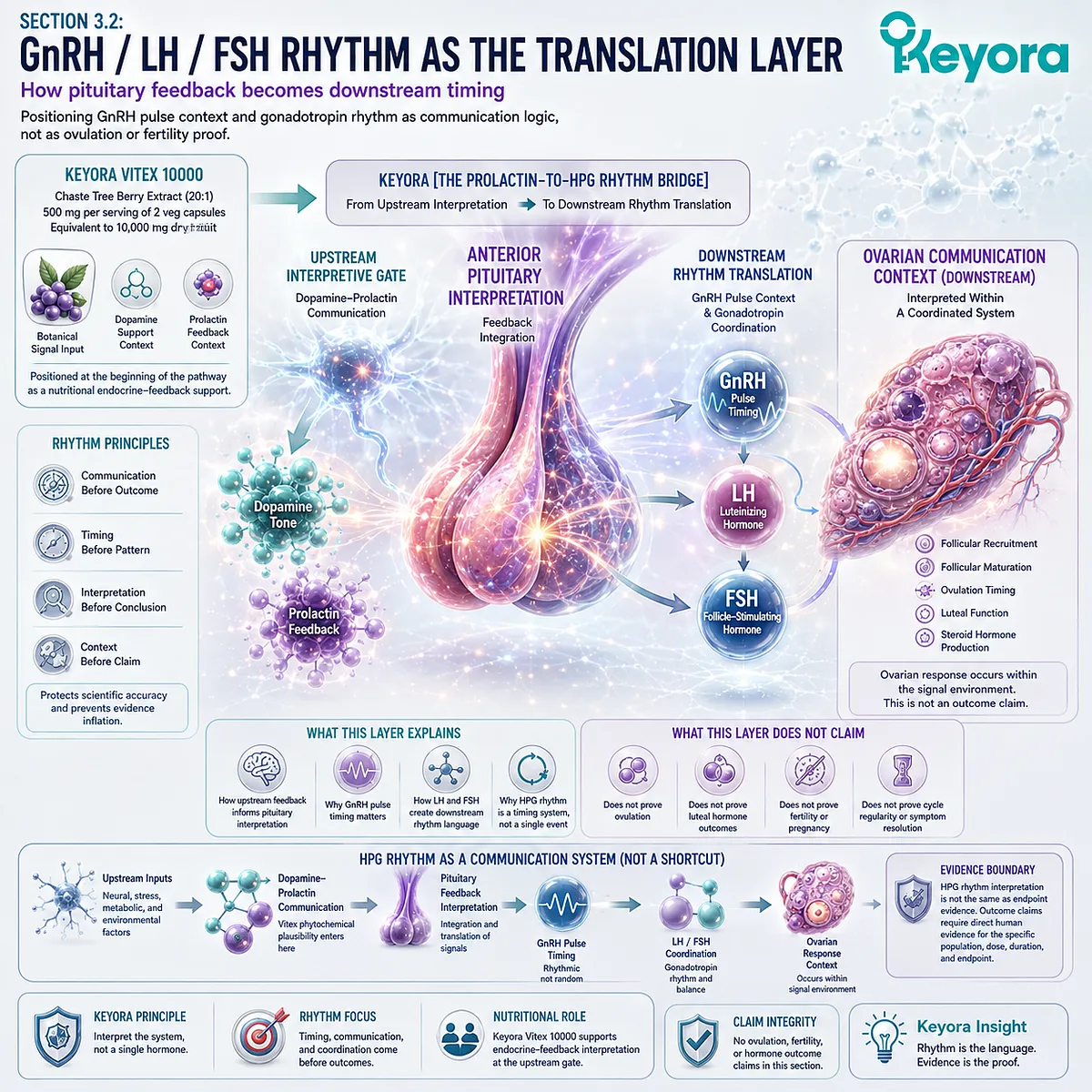 Vitex, GnRH pulse timing, LH/FSH coordination, and female rhythm support through pituitary feedback translation, illustrating HPG communication and the Keyora Prolactin-to-HPG Rhythm Bridge. Vitex, GnRH pulse timing, LH/FSH coordination, and female rhythm support through pituitary feedback translation, illustrating HPG communication and the Keyora Prolactin-to-HPG Rhythm Bridge.
