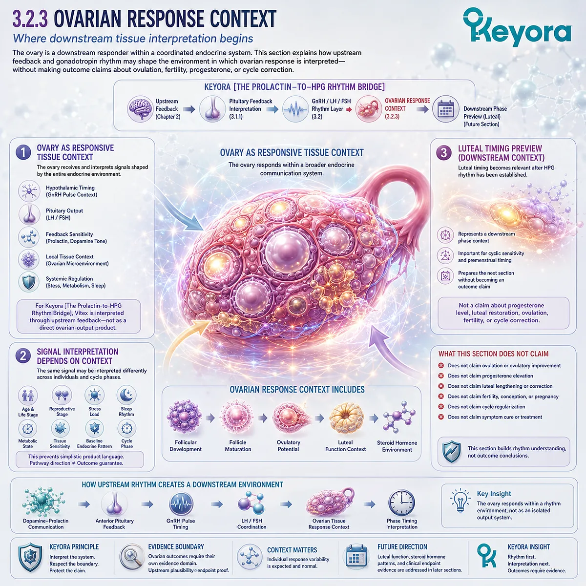 Vitex, ovarian response context, and female rhythm support through HPG communication, pituitary feedback, tissue responsiveness, and luteal timing interpretation within the Keyora Prolactin-to-HPG Rhythm Bridge. Vitex, ovarian response context, and female rhythm support through HPG communication, pituitary feedback, tissue responsiveness, and luteal timing interpretation within the Keyora Prolactin-to-HPG Rhythm Bridge.