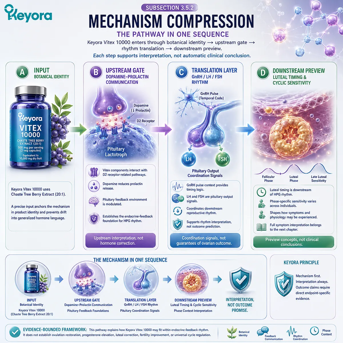 Vitex, dopamine-prolactin communication, GnRH/LH/FSH rhythm coordination, luteal timing, and cyclic sensitivity mapped as a female rhythm support pathway within the Keyora Prolactin-to-HPG Rhythm Bridge. Vitex, dopamine-prolactin communication, GnRH/LH/FSH rhythm coordination, luteal timing, and cyclic sensitivity mapped as a female rhythm support pathway within the Keyora Prolactin-to-HPG Rhythm Bridge.