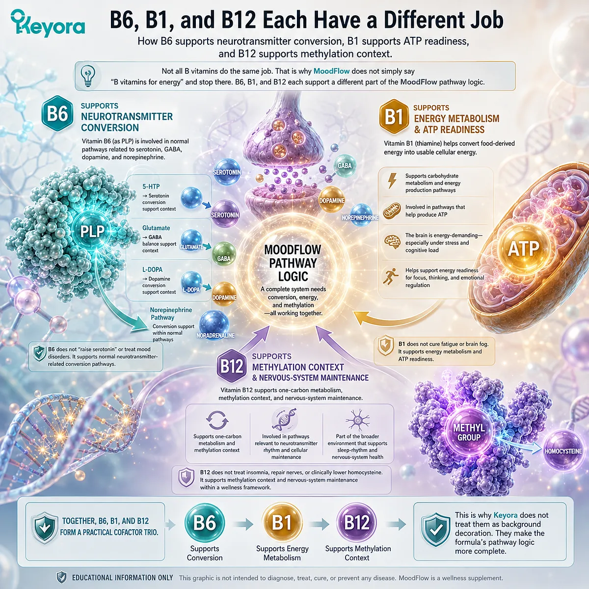B6, B1, and B12 for mood, sleep, and cognitive resilience support through neurotransmitter conversion, ATP energy metabolism, methylation pathways, and the Keyora MoodFlow 8-in-1 Matrix. B6, B1, and B12 for mood, sleep, and cognitive resilience support through neurotransmitter conversion, ATP energy metabolism, methylation pathways, and the Keyora MoodFlow 8-in-1 Matrix.