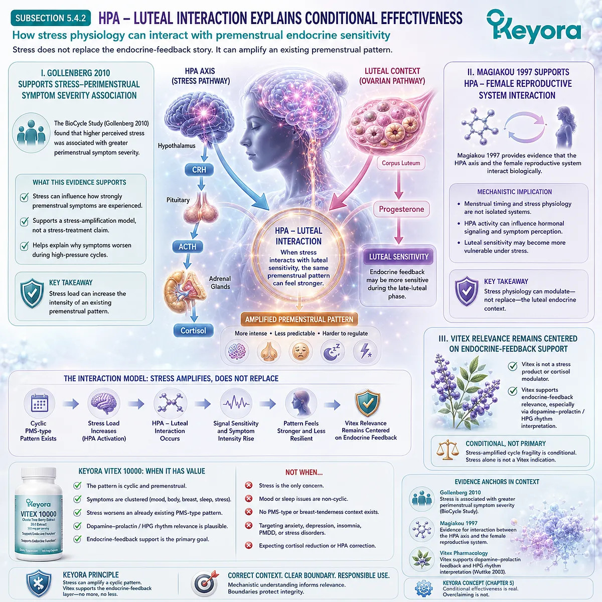 Premenstrual stress sensitivity and symptom worsening can emerge through HPA-luteal interaction, where stress physiology amplifies cyclic endocrine-feedback patterns and supports conditional Vitex relevance in the Keyora Vitex Effectiveness Hierarchy. Premenstrual stress sensitivity and symptom worsening can emerge through HPA-luteal interaction, where stress physiology amplifies cyclic endocrine-feedback patterns and supports conditional Vitex relevance in the Keyora Vitex Effectiveness Hierarchy.