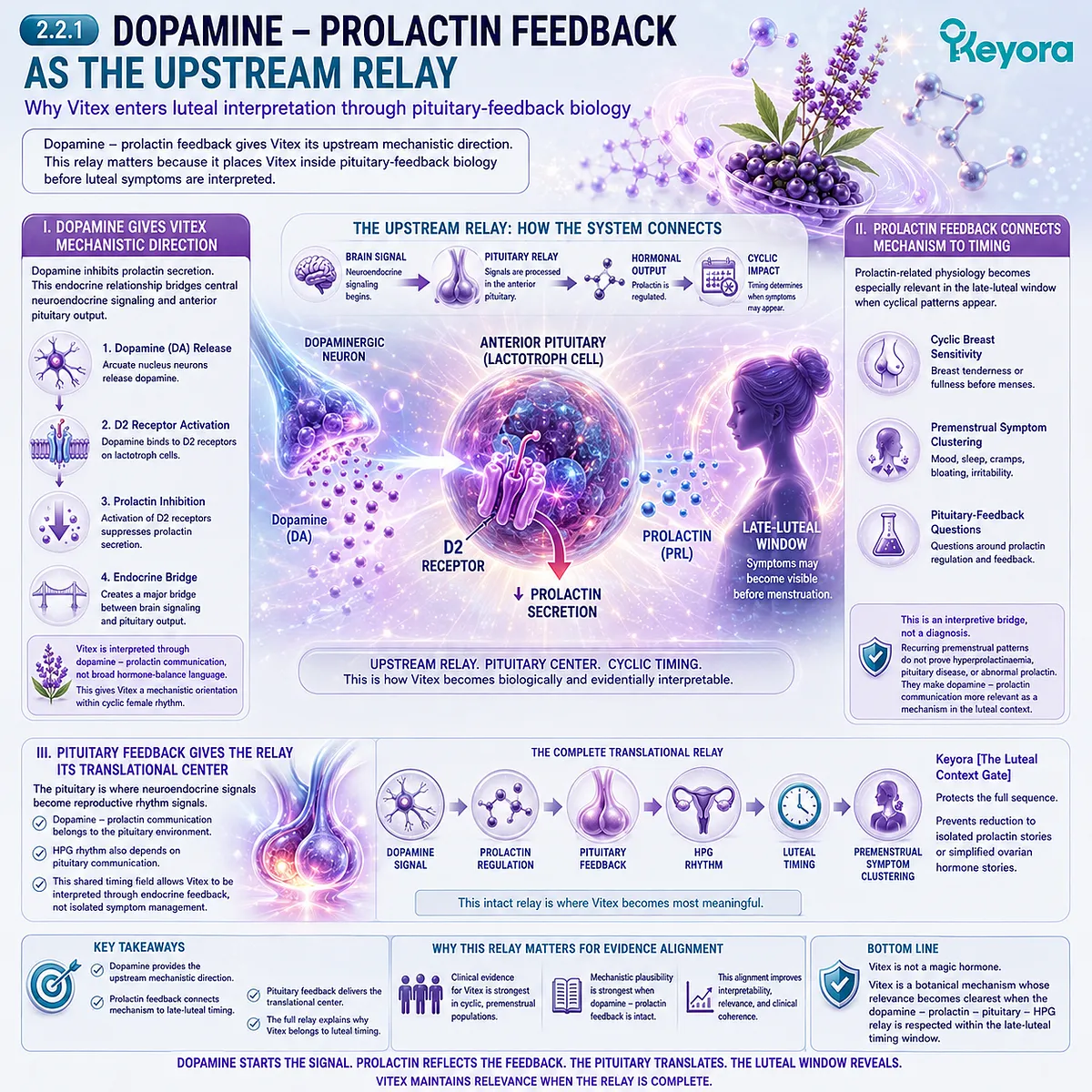 Female rhythm support, cyclic breast tenderness, and PMS-type symptom patterns become more biologically interpretable when dopamine-prolactin communication and pituitary-feedback signaling act as the upstream relay linking neuroendocrine timing with HPG rhythm in the Keyora Luteal Context Gate. Female rhythm support, cyclic breast tenderness, and PMS-type symptom patterns become more biologically interpretable when dopamine-prolactin communication and pituitary-feedback signaling act as the upstream relay linking neuroendocrine timing with HPG rhythm in the Keyora Luteal Context Gate.