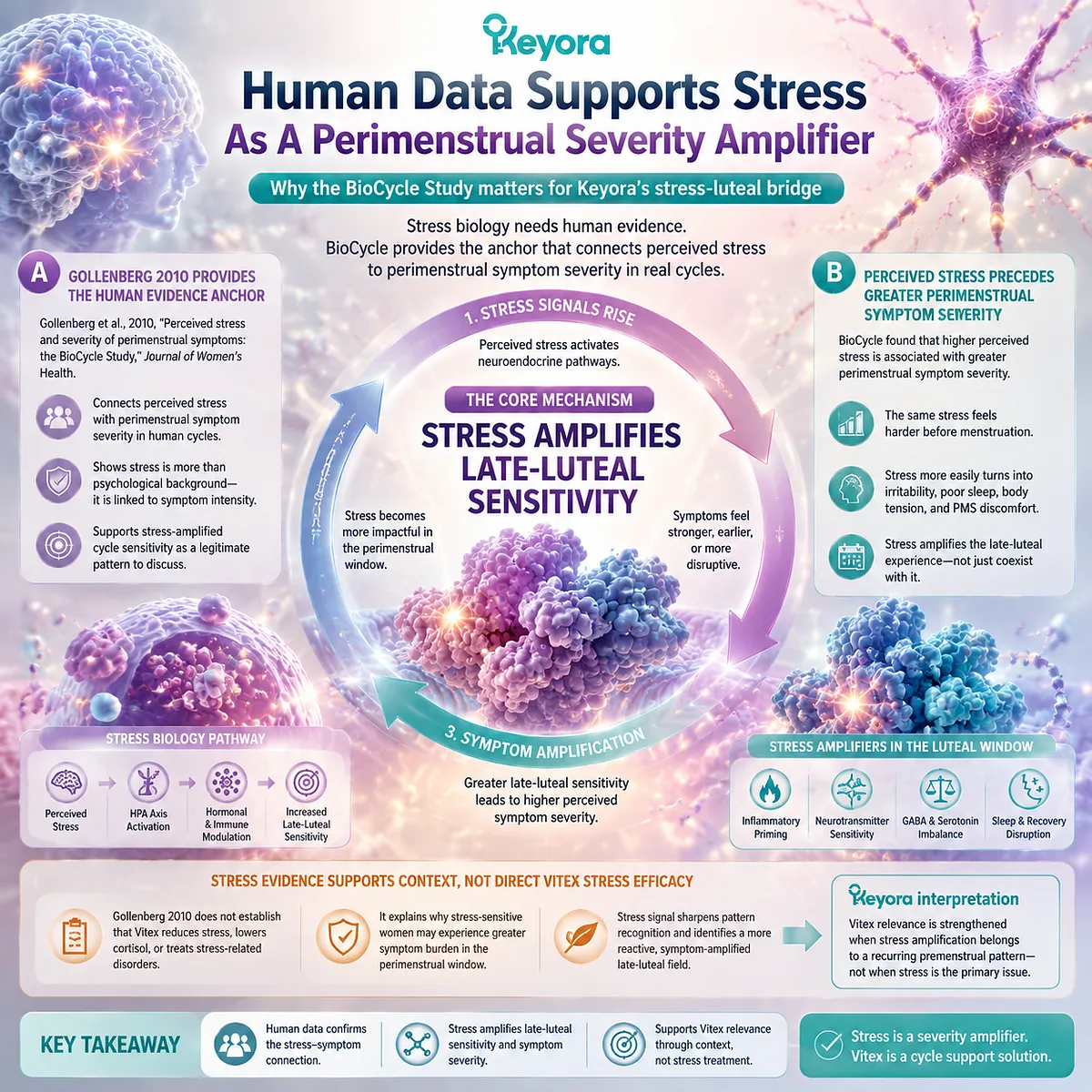 perimenstrual stress amplification BioCycle study perceived stress luteal phase symptom severity HPA-axis interaction Vitex agnus castus Keyora Luteal Context Gate evidence modifier perimenstrual stress amplification BioCycle study perceived stress luteal phase symptom severity HPA-axis interaction Vitex agnus castus Keyora Luteal Context Gate evidence modifier