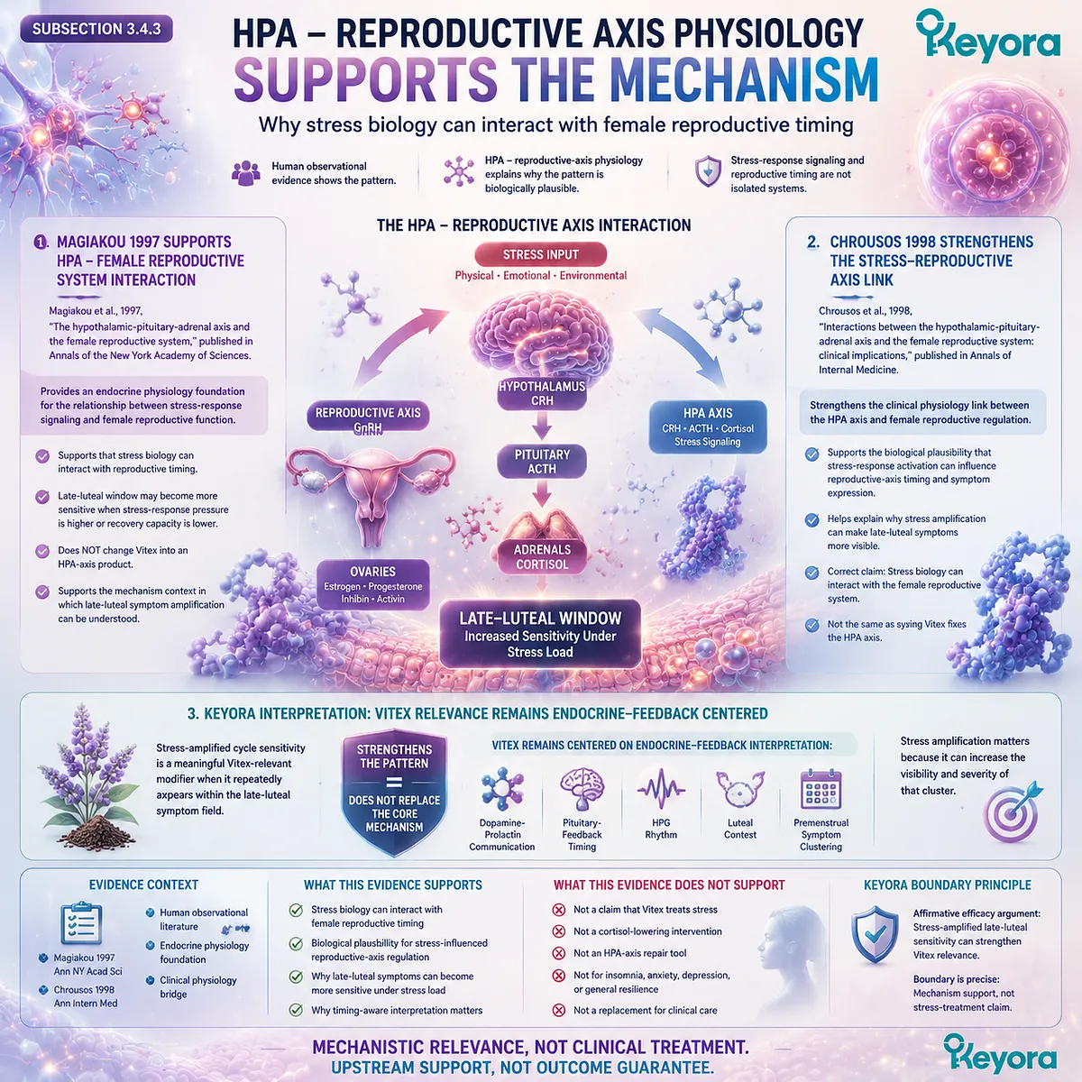 HPA axis reproductive axis interaction stress biology luteal phase sensitivity cortisol signaling Vitex agnus castus Keyora Luteal Context Gate endocrine feedback framework HPA axis reproductive axis interaction stress biology luteal phase sensitivity cortisol signaling Vitex agnus castus Keyora Luteal Context Gate endocrine feedback framework