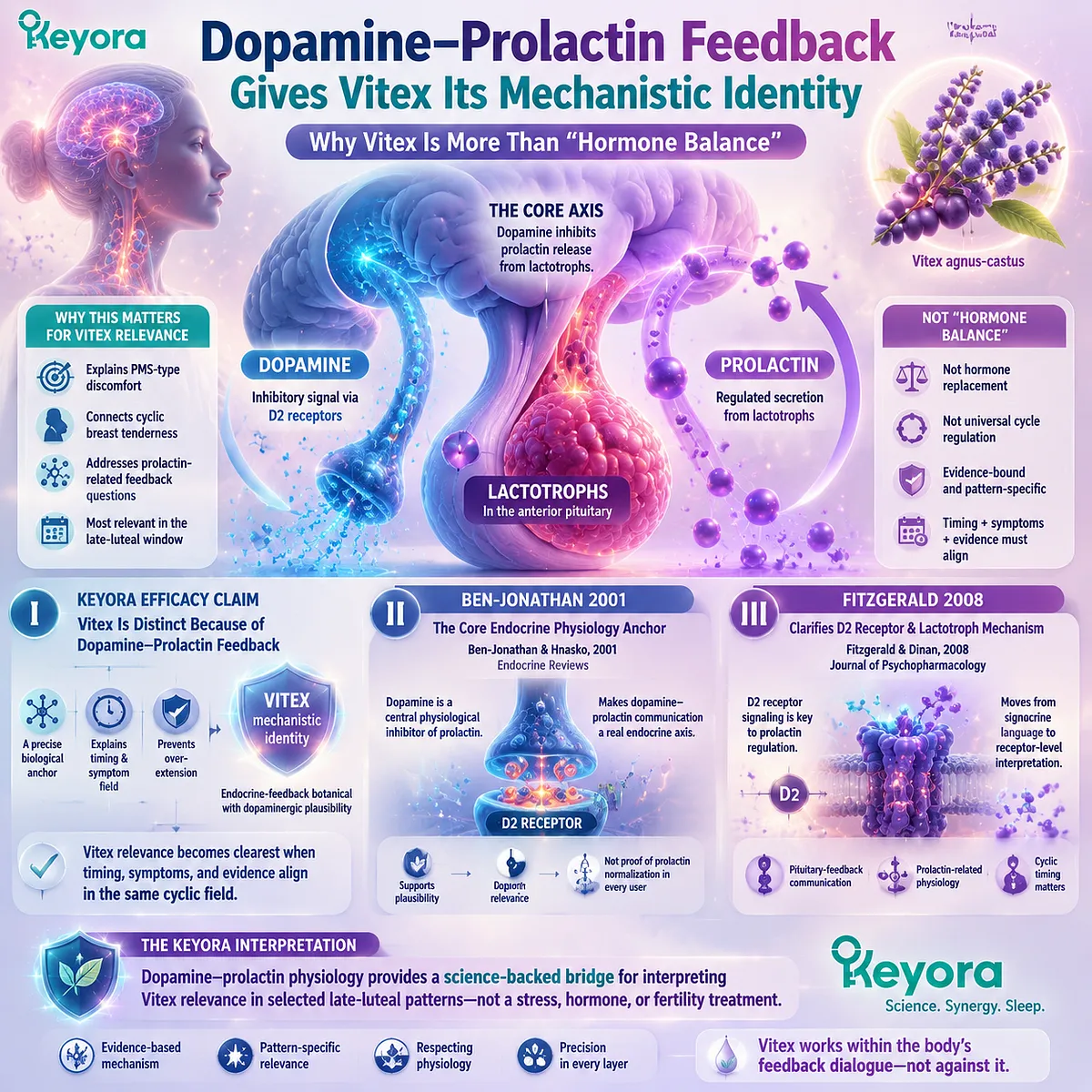 dopamine prolactin feedback D2 receptor lactotroph signaling pituitary endocrine regulation Vitex agnus castus luteal phase PMS physiology Keyora Luteal Context Gate mechanistic identity dopamine prolactin feedback D2 receptor lactotroph signaling pituitary endocrine regulation Vitex agnus castus luteal phase PMS physiology Keyora Luteal Context Gate mechanistic identity