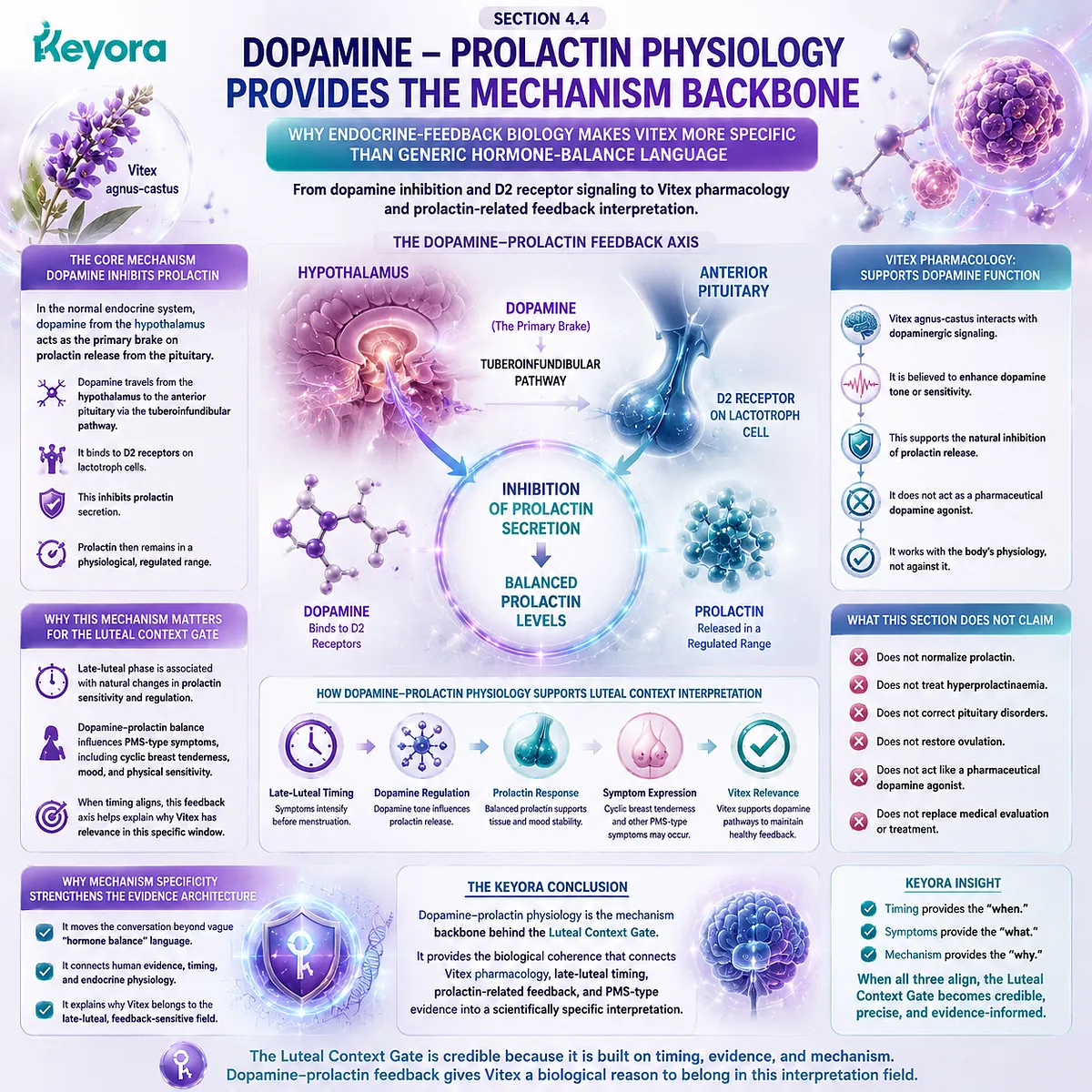 Dopamine–prolactin feedback physiology in late-luteal HPO rhythm linked to PMS symptoms and cyclic breast sensitivity, framed through Keyora Luteal Context Gate endocrine mechanism backbone for Vitex interpretation Dopamine–prolactin feedback physiology in late-luteal HPO rhythm linked to PMS symptoms and cyclic breast sensitivity, framed through Keyora Luteal Context Gate endocrine mechanism backbone for Vitex interpretation