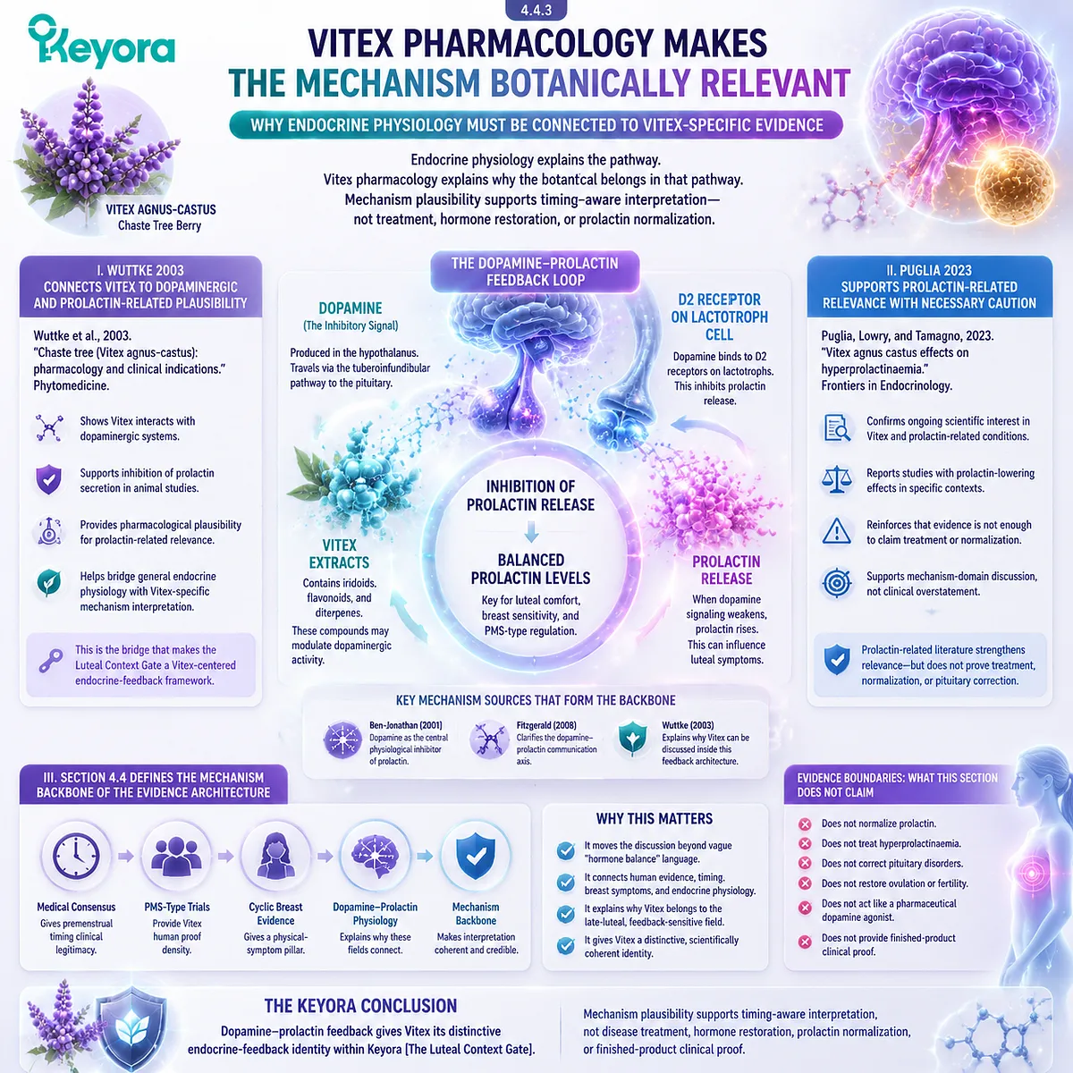 Vitex pharmacology linked to dopamine–prolactin feedback, D2 receptor signaling and cyclic breast PMS symptoms within late-luteal HPO rhythm in Keyora Luteal Context Gate mechanism framework Vitex pharmacology linked to dopamine–prolactin feedback, D2 receptor signaling and cyclic breast PMS symptoms within late-luteal HPO rhythm in Keyora Luteal Context Gate mechanism framework