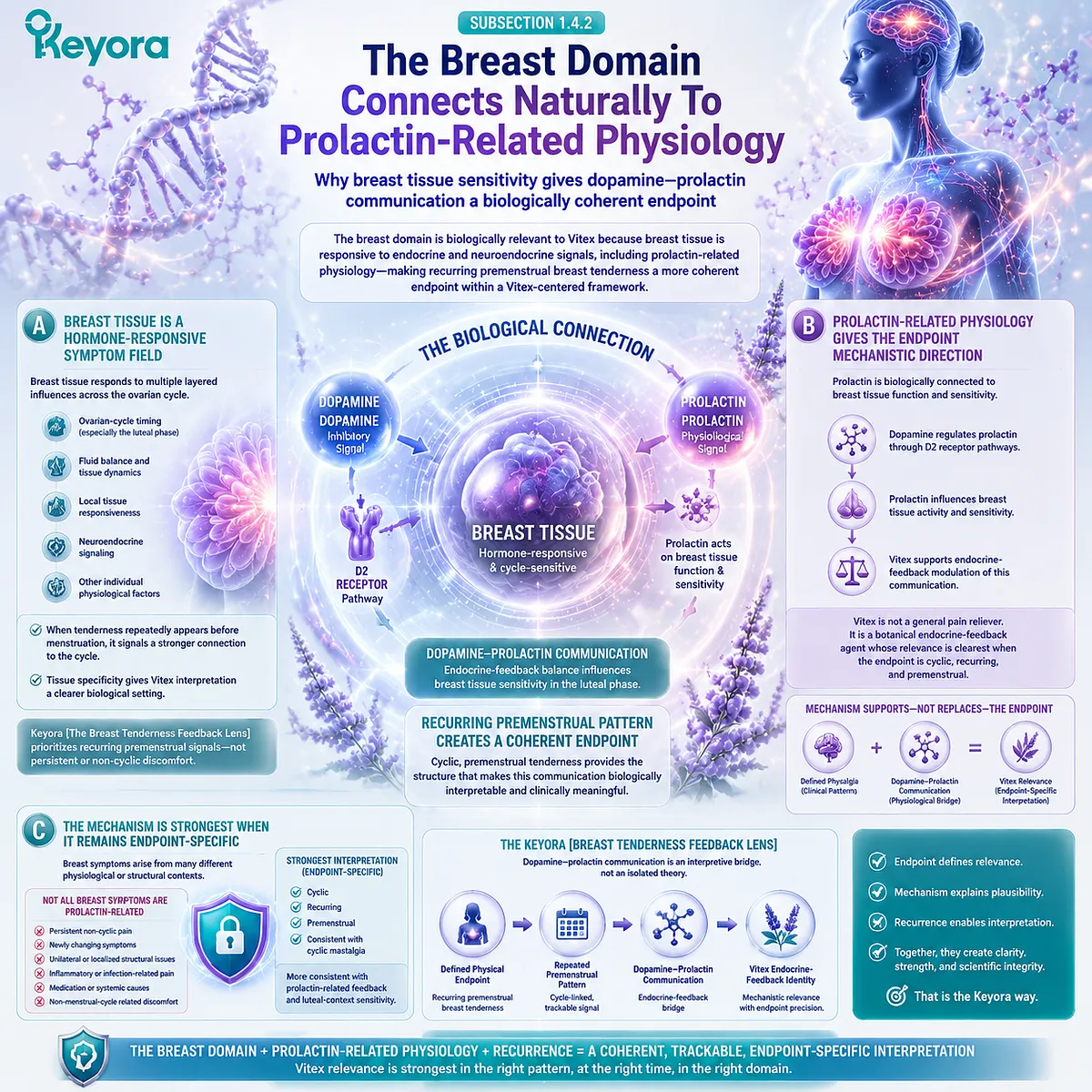 cyclic mastalgia premenstrual breast tenderness linked to prolactin-related breast tissue sensitivity and luteal phase physiology, Keyora Breast Tenderness Feedback Lens Vitex dopamine–prolactin mechanism model cyclic mastalgia premenstrual breast tenderness linked to prolactin-related breast tissue sensitivity and luteal phase physiology, Keyora Breast Tenderness Feedback Lens Vitex dopamine–prolactin mechanism model