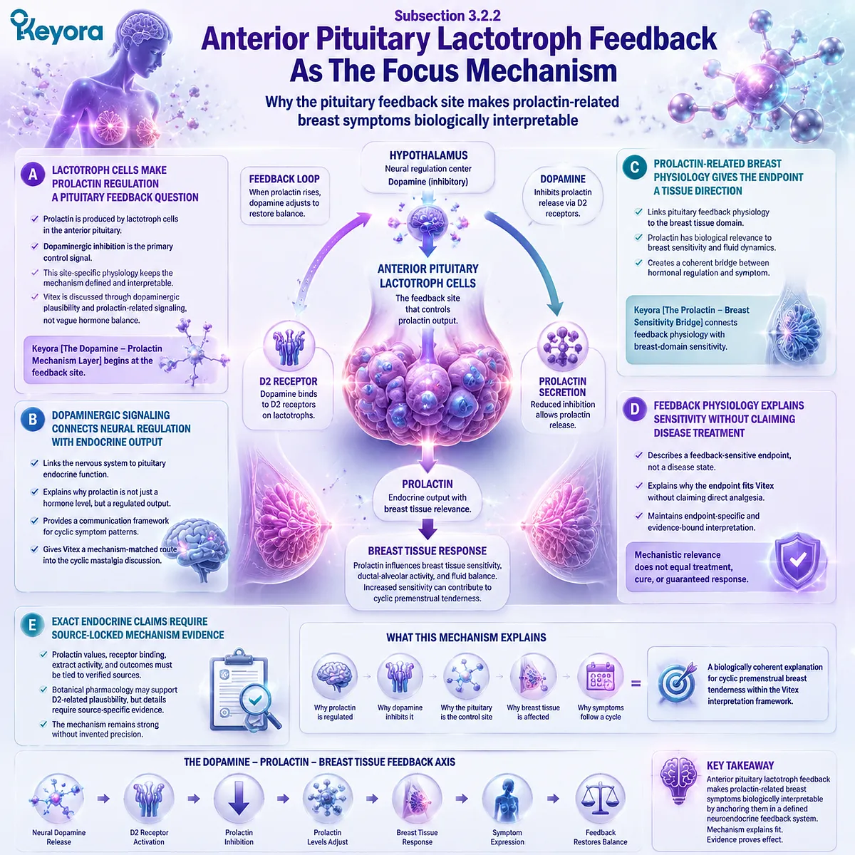 PMS breast tenderness dopamine–prolactin pituitary lactotroph feedback D2 receptor signaling breast tissue sensitivity Keyora Breast Tenderness Feedback Lens PMS breast tenderness dopamine–prolactin pituitary lactotroph feedback D2 receptor signaling breast tissue sensitivity Keyora Breast Tenderness Feedback Lens