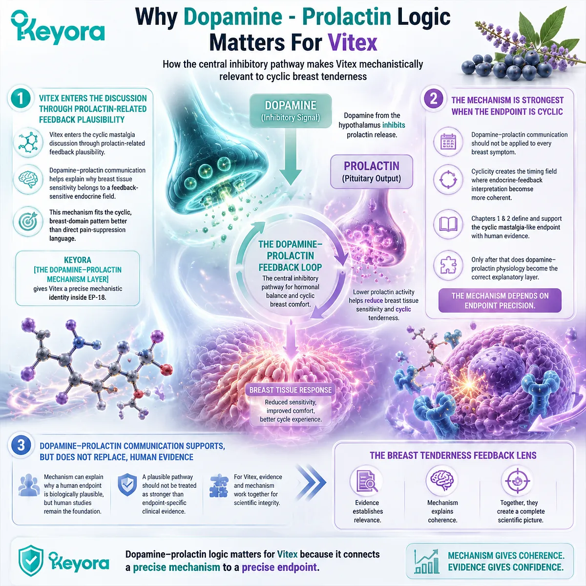 cyclic mastalgia PMS breast tenderness Vitex dopaminergic prolactin inhibition D2 receptor feedback breast tissue sensitivity Keyora Dopamine-Prolactin Mechanism Layer Breast Tenderness Feedback Lens cyclic mastalgia PMS breast tenderness Vitex dopaminergic prolactin inhibition D2 receptor feedback breast tissue sensitivity Keyora Dopamine-Prolactin Mechanism Layer Breast Tenderness Feedback Lens