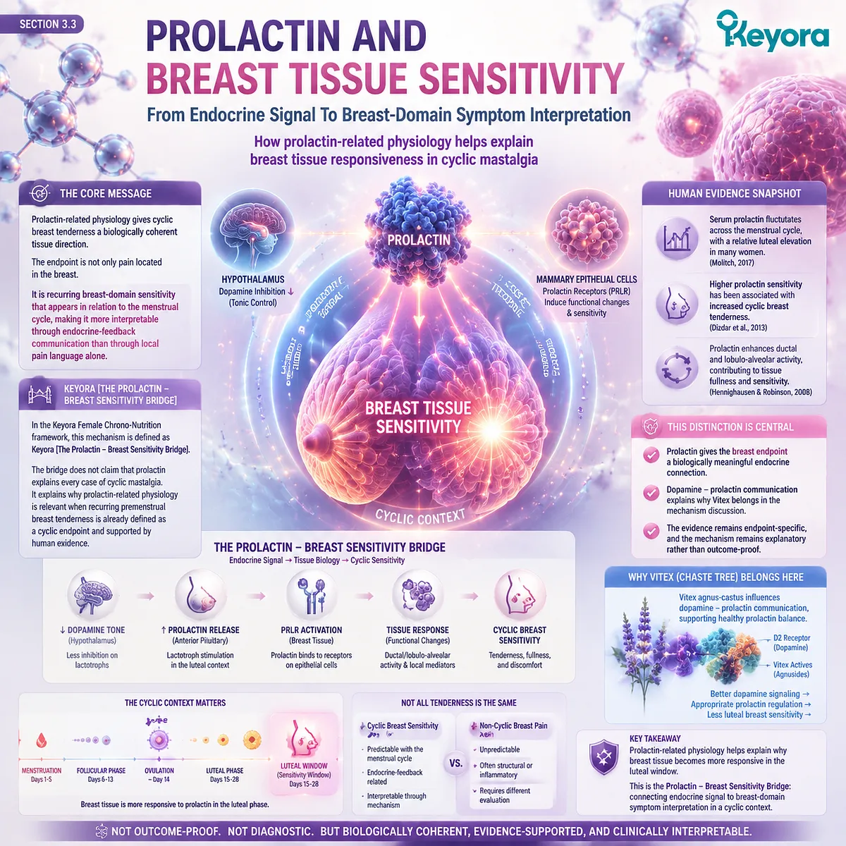 cyclic mastalgia PMS breast tenderness prolactin breast tissue sensitivity dopamine prolactin feedback endocrine regulation Keyora Prolactin-Breast Sensitivity Bridge cyclic mastalgia PMS breast tenderness prolactin breast tissue sensitivity dopamine prolactin feedback endocrine regulation Keyora Prolactin-Breast Sensitivity Bridge