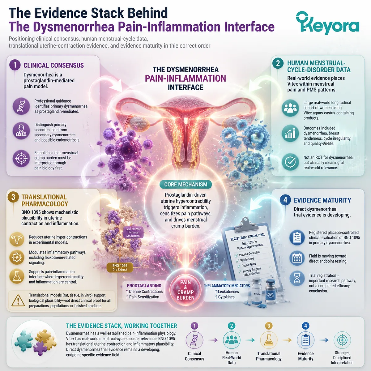 menstrual cramps dysmenorrhea clinical consensus prostaglandin-mediated uterine contractions inflammatory signaling Vitex agnus-castus BNO 1095 evidence stack Keyora Dysmenorrhea Interface menstrual cramps dysmenorrhea clinical consensus prostaglandin-mediated uterine contractions inflammatory signaling Vitex agnus-castus BNO 1095 evidence stack Keyora Dysmenorrhea Interface