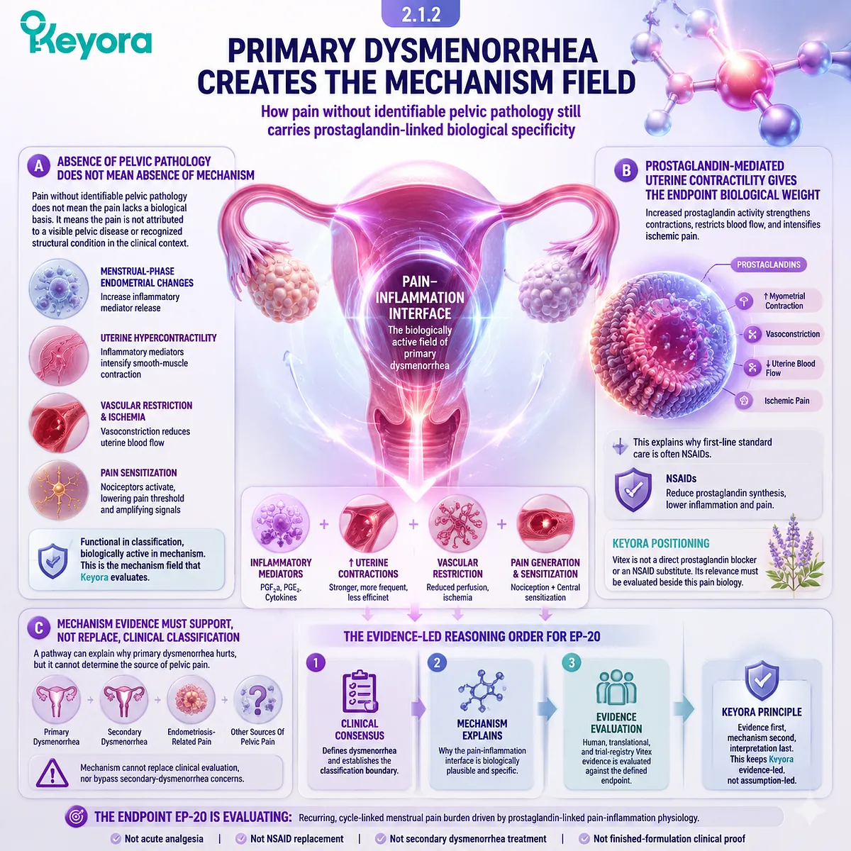 primary dysmenorrhea menstrual cramps prostaglandin-mediated uterine hypercontractility vascular constriction ischemic signaling Keyora Dysmenorrhea Pain-Inflammation Interface mechanism field primary dysmenorrhea menstrual cramps prostaglandin-mediated uterine hypercontractility vascular constriction ischemic signaling Keyora Dysmenorrhea Pain-Inflammation Interface mechanism field