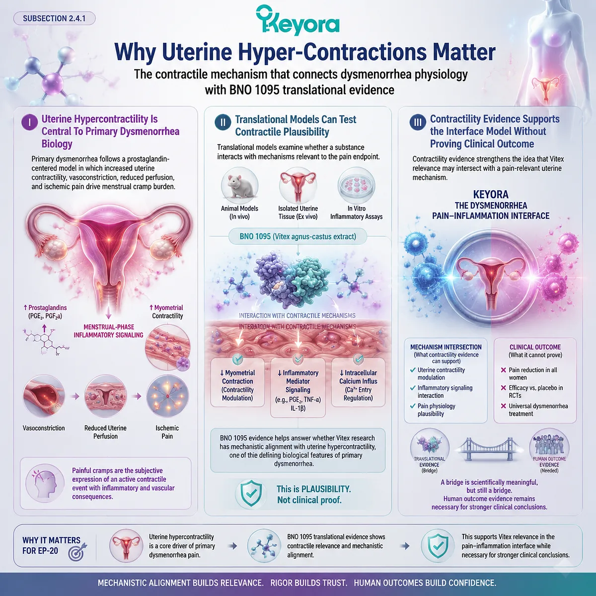 uterine hypercontractility dysmenorrhea prostaglandin ischemic menstrual pain BNO 1095 Vitex translational uterine contraction model Keyora Dysmenorrhea Pain-Inflammation Interface mechanism uterine hypercontractility dysmenorrhea prostaglandin ischemic menstrual pain BNO 1095 Vitex translational uterine contraction model Keyora Dysmenorrhea Pain-Inflammation Interface mechanism