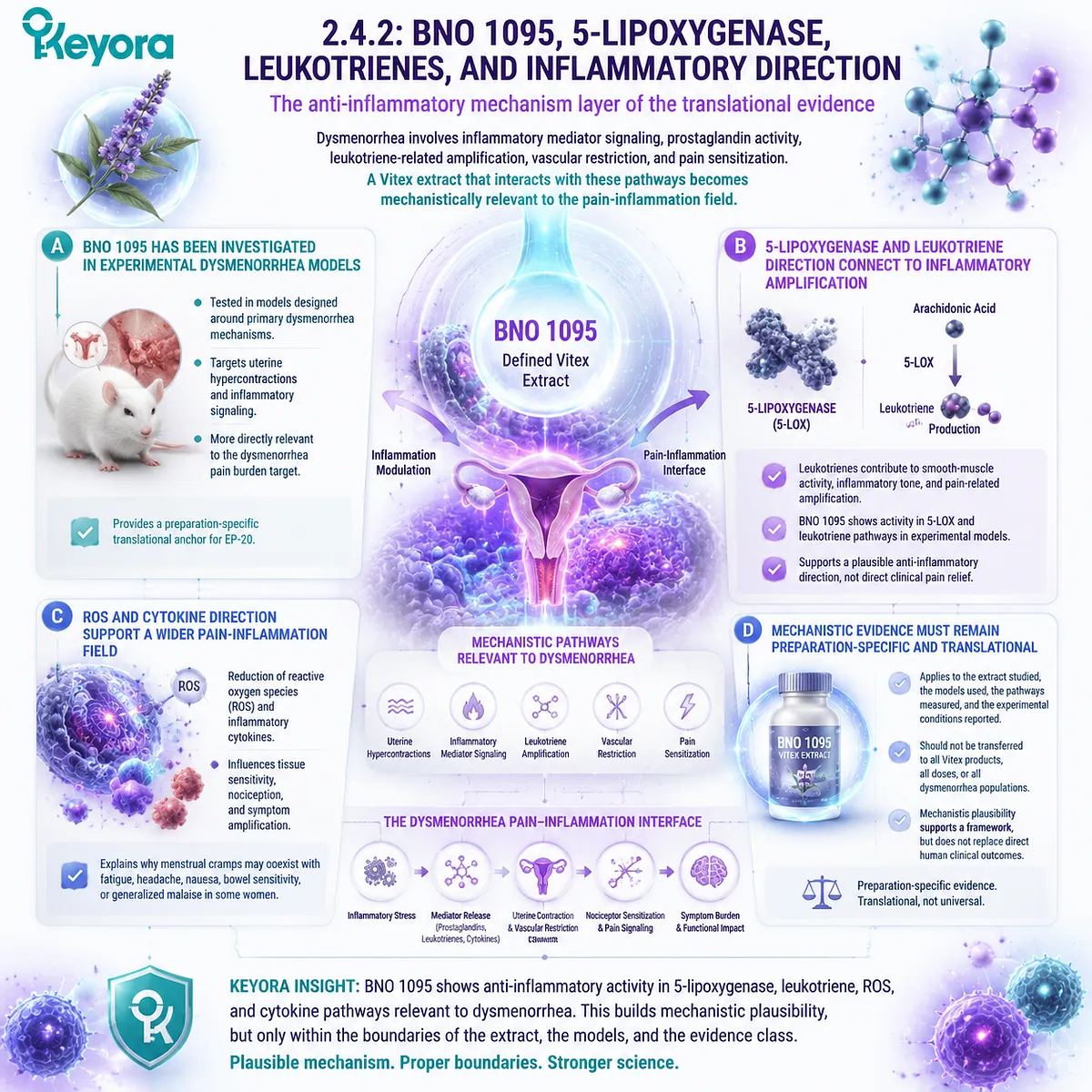 5-lipoxygenase leukotriene inflammatory signaling dysmenorrhea prostaglandin cytokine ROS uterine contraction BNO 1095 Vitex extract Keyora Dysmenorrhea Pain-Inflammation Interface anti-inflammatory mechanism 5-lipoxygenase leukotriene inflammatory signaling dysmenorrhea prostaglandin cytokine ROS uterine contraction BNO 1095 Vitex extract Keyora Dysmenorrhea Pain-Inflammation Interface anti-inflammatory mechanism