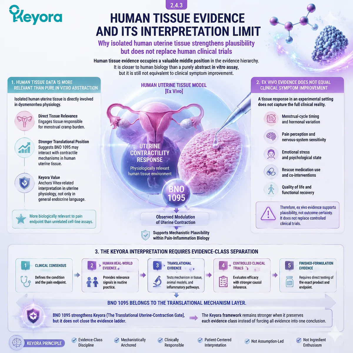 human uterine tissue dysmenorrhea uterine contraction ex vivo model prostaglandin inflammatory signaling Vitex BNO 1095 translational evidence Keyora Uterine-Contraction Gate mechanistic plausibility human uterine tissue dysmenorrhea uterine contraction ex vivo model prostaglandin inflammatory signaling Vitex BNO 1095 translational evidence Keyora Uterine-Contraction Gate mechanistic plausibility