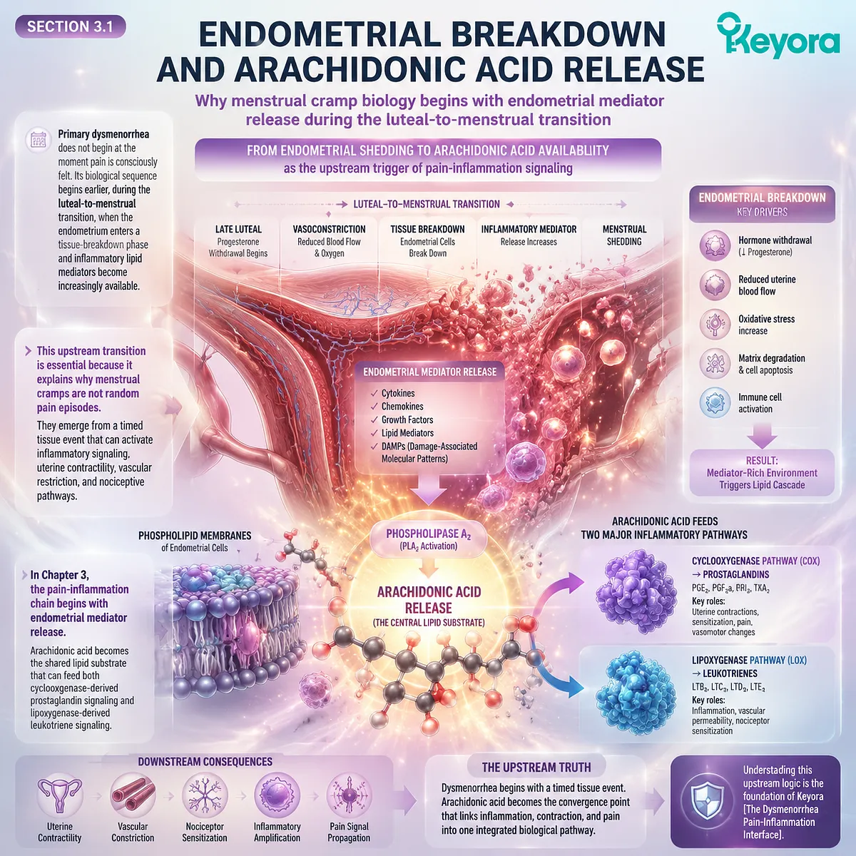 Dysmenorrhea linked to endometrial breakdown releases arachidonic acid driving COX/LOX prostaglandin-leukotriene signaling in Keyora Dysmenorrhea Pain-Inflammation Interface Dysmenorrhea linked to endometrial breakdown releases arachidonic acid driving COX/LOX prostaglandin-leukotriene signaling in Keyora Dysmenorrhea Pain-Inflammation Interface