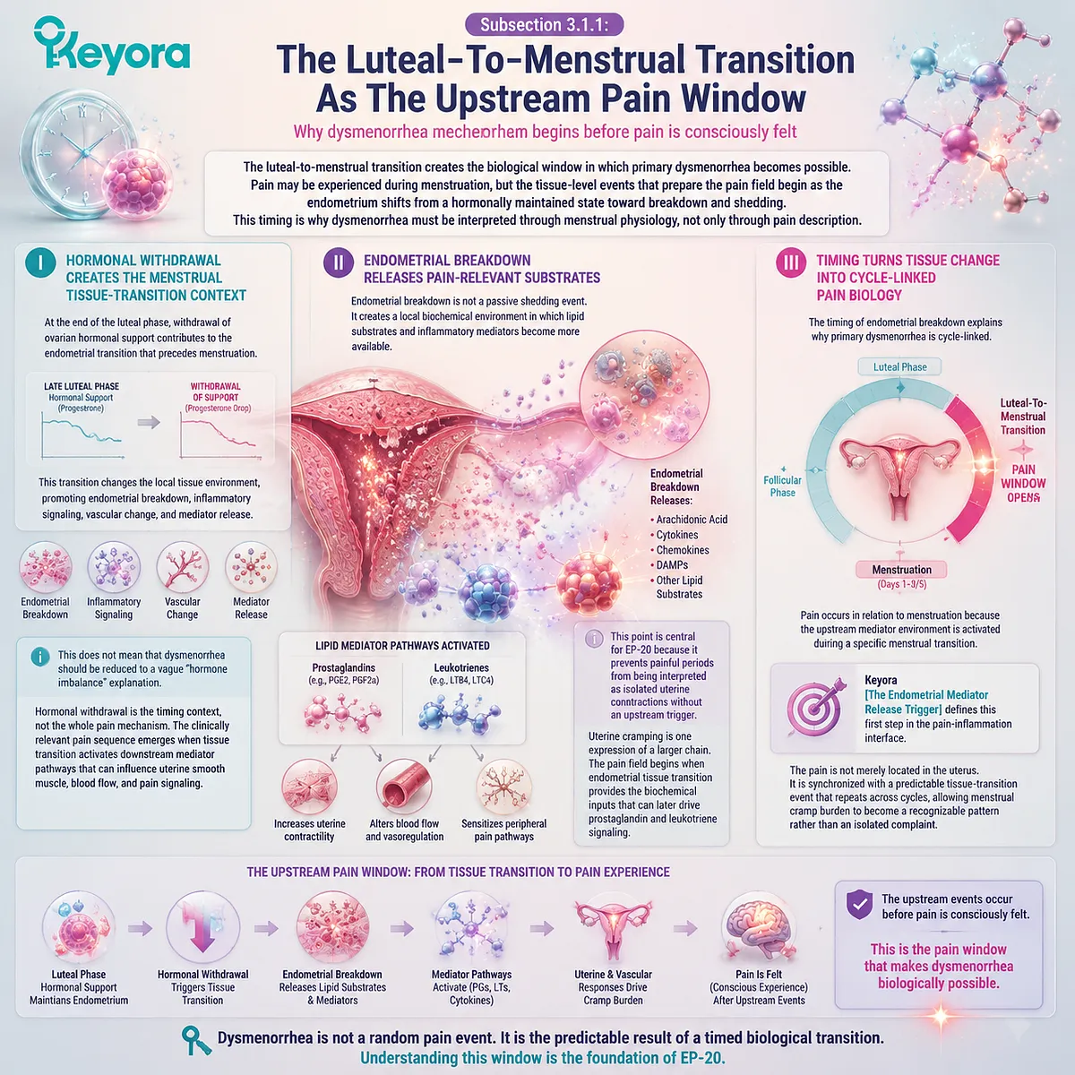 Menstrual cramps dysmenorrhea luteal-menstrual transition endometrial breakdown inflammatory mediators hormonal withdrawal uterine contractility ischemic pain Keyora Dysmenorrhea Interface Menstrual cramps dysmenorrhea luteal-menstrual transition endometrial breakdown inflammatory mediators hormonal withdrawal uterine contractility ischemic pain Keyora Dysmenorrhea Interface