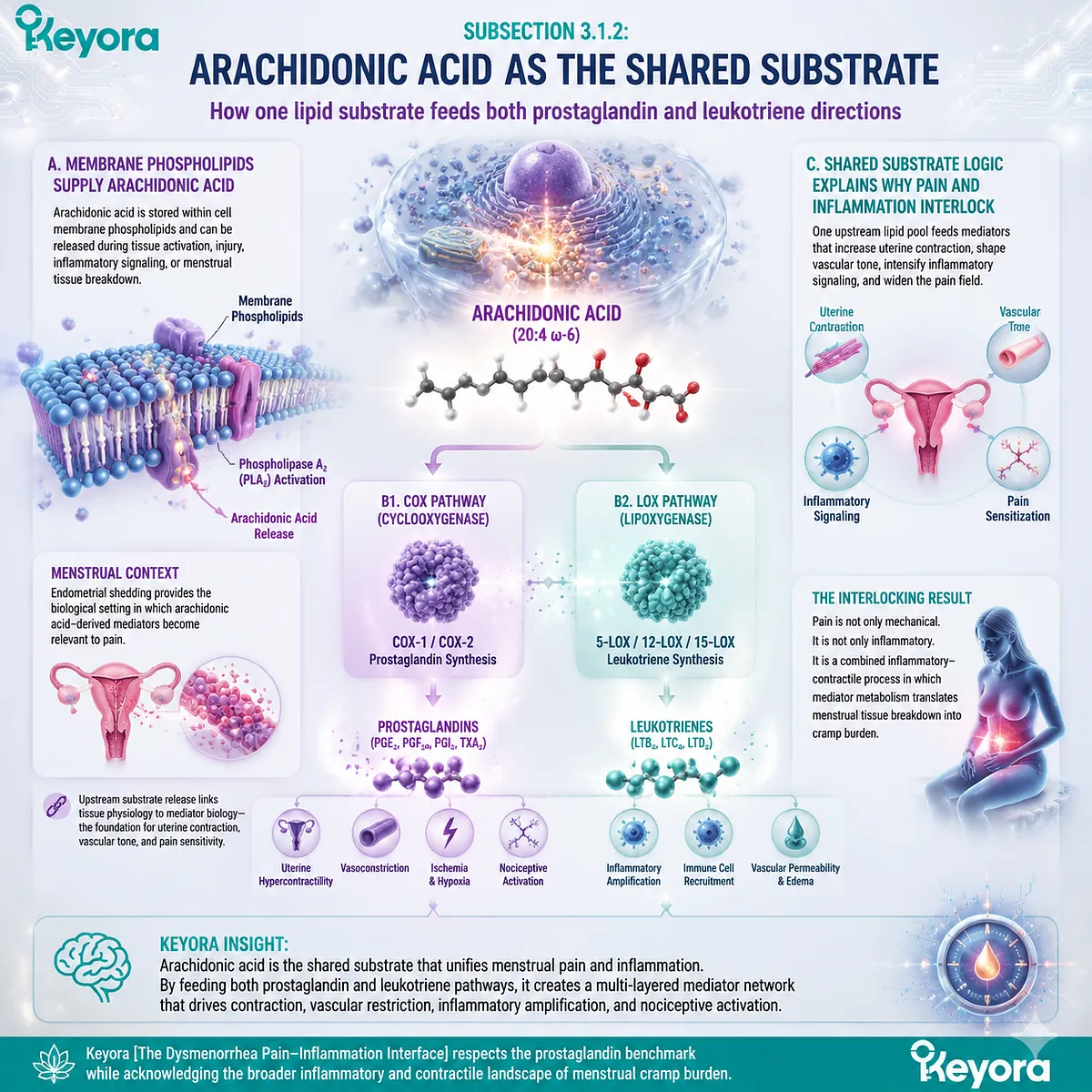 Arachidonic acid feeds COX/LOX generating prostaglandins and leukotrienes, driving uterine contraction, ischemic pain in Keyora Dysmenorrhea Pain-Inflammation Interface Arachidonic acid feeds COX/LOX generating prostaglandins and leukotrienes, driving uterine contraction, ischemic pain in Keyora Dysmenorrhea Pain-Inflammation Interface