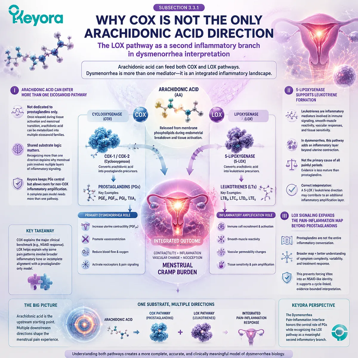 Dysmenorrhea LOX 5-lipoxygenase leukotrienes arachidonic acid inflammatory amplification pain persistence uterine sensitivity Keyora Leukotriene Amplification Layer interface model Dysmenorrhea LOX 5-lipoxygenase leukotrienes arachidonic acid inflammatory amplification pain persistence uterine sensitivity Keyora Leukotriene Amplification Layer interface model