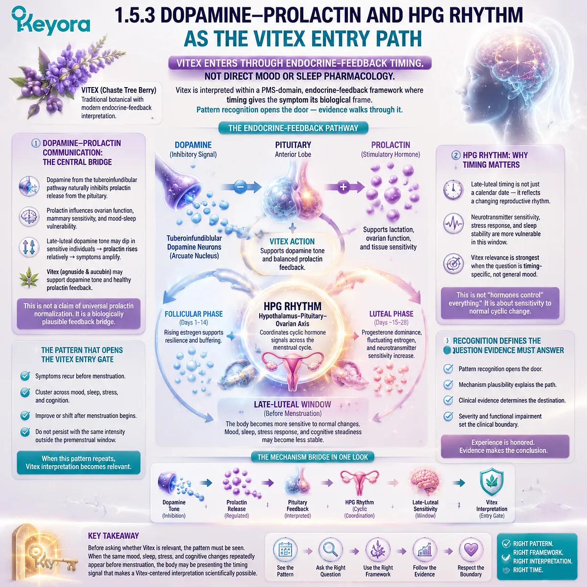 premenstrual mood and sleep symptoms, dopamine–prolactin regulation and HPG axis rhythm, endocrine-feedback timing in Vitex interpretation, Keyora Vitex Interpretation Entry Gate neuroendocrine framework premenstrual mood and sleep symptoms, dopamine–prolactin regulation and HPG axis rhythm, endocrine-feedback timing in Vitex interpretation, Keyora Vitex Interpretation Entry Gate neuroendocrine framework