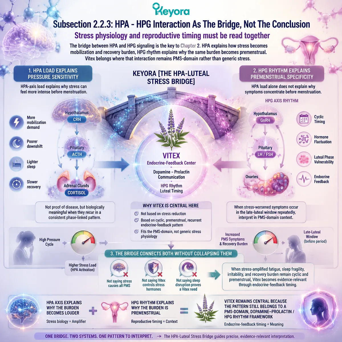 HPA HPG interaction stress amplification PMS fatigue sleep fragility irritability linked to dopamine–prolactin signaling and luteal timing within Keyora HPA-Luteal Stress Bridge Vitex endocrine-feedback cycle model HPA HPG interaction stress amplification PMS fatigue sleep fragility irritability linked to dopamine–prolactin signaling and luteal timing within Keyora HPA-Luteal Stress Bridge Vitex endocrine-feedback cycle model