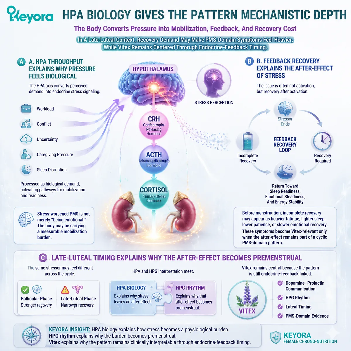 stress converts into cortisol rhythm activation via HPA-axis stress response, increasing recovery cost and PMS symptom load in luteal phase; Keyora HPA Stress-Amplifier Mechanism links dopamine-prolactin and HPG rhythm stress converts into cortisol rhythm activation via HPA-axis stress response, increasing recovery cost and PMS symptom load in luteal phase; Keyora HPA Stress-Amplifier Mechanism links dopamine-prolactin and HPG rhythm