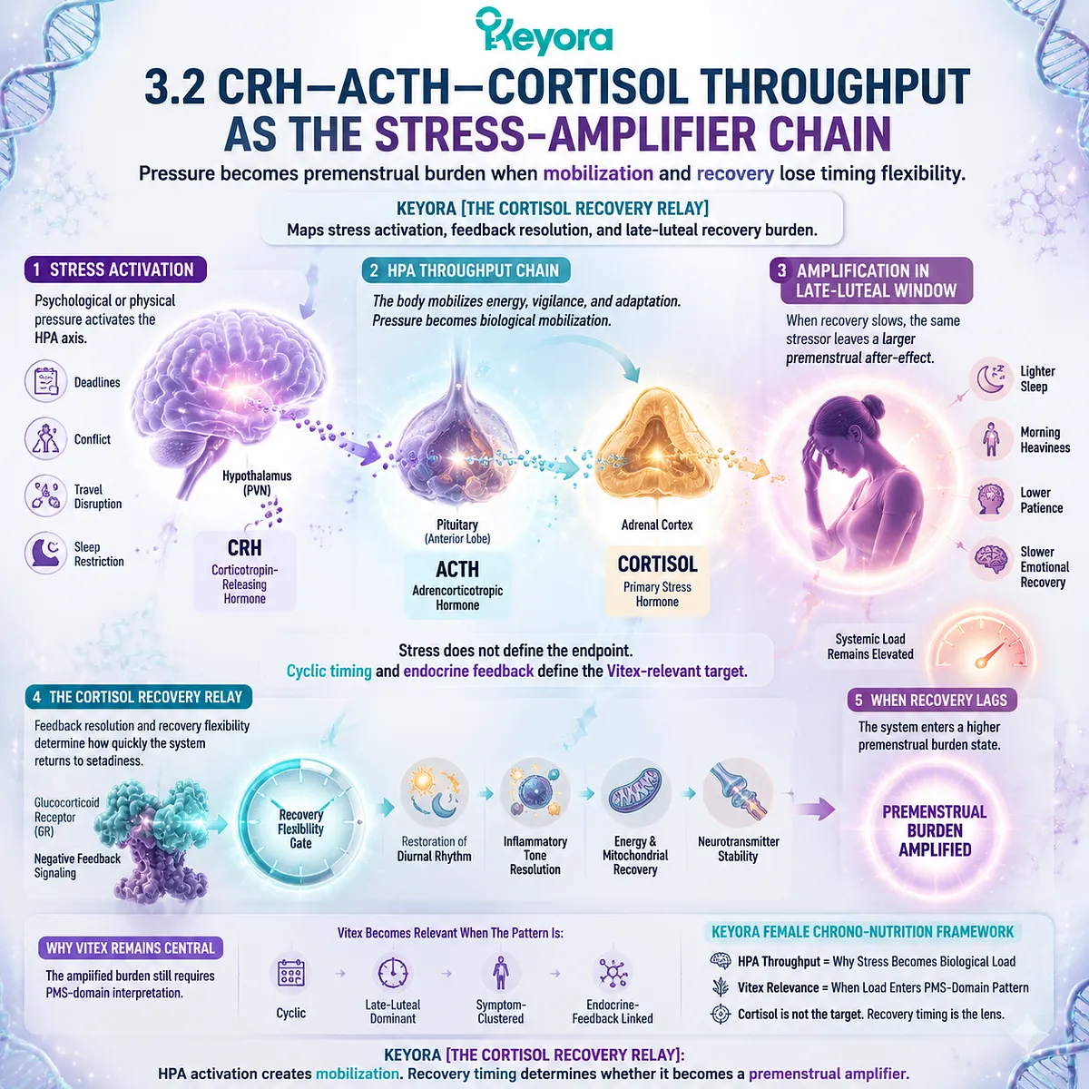 PMS via CRH–ACTH–cortisol throughput and recovery mismatch increasing late-luteal burden; Keyora Cortisol Recovery Relay links HPA stress with Vitex dopamine-prolactin HPG rhythm PMS via CRH–ACTH–cortisol throughput and recovery mismatch increasing late-luteal burden; Keyora Cortisol Recovery Relay links HPA stress with Vitex dopamine-prolactin HPG rhythm