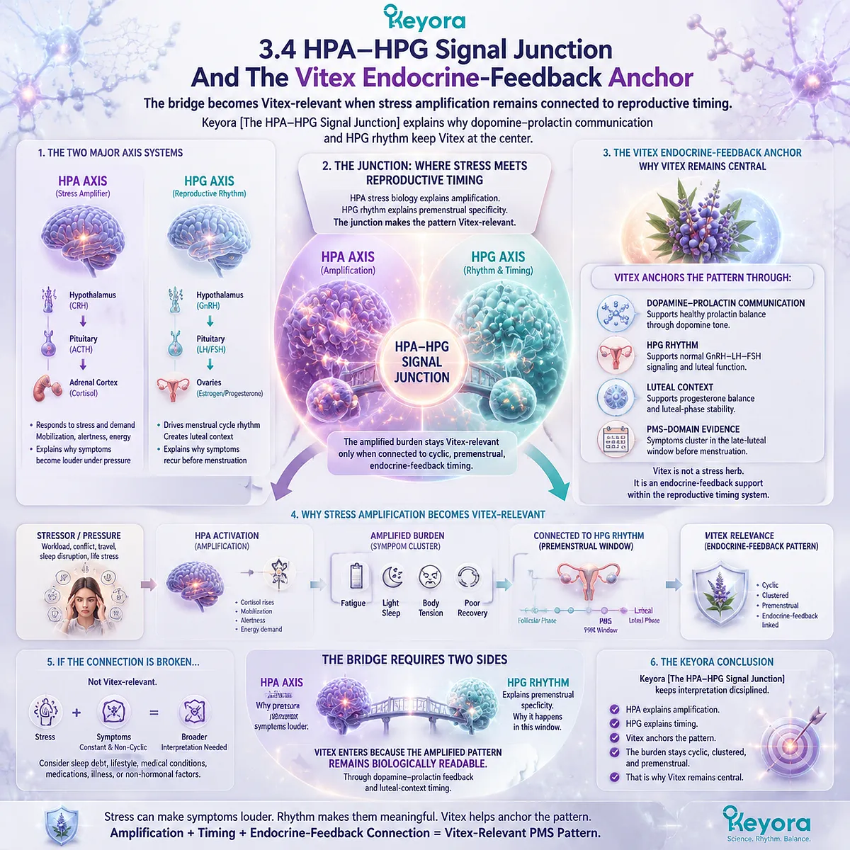 stress-amplified PMS cortisol HPA axis and HPG rhythm junction affecting dopamine-prolactin balance; Keyora HPA-HPG Signal Junction maps Vitex endocrine-feedback anchor stress-amplified PMS cortisol HPA axis and HPG rhythm junction affecting dopamine-prolactin balance; Keyora HPA-HPG Signal Junction maps Vitex endocrine-feedback anchor