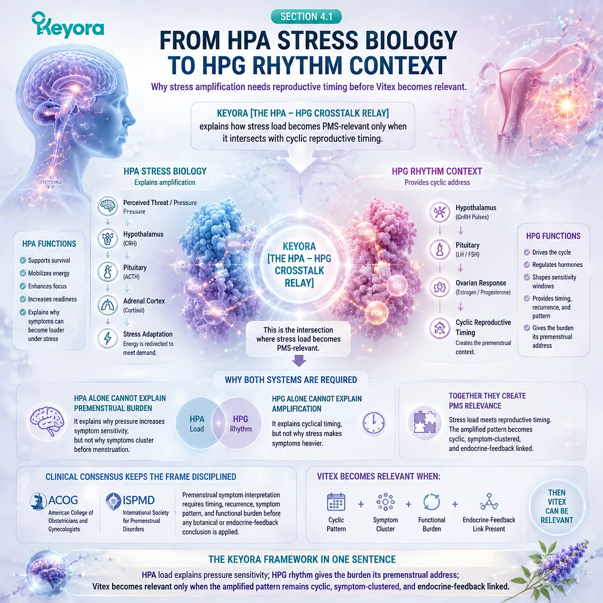 PMS timing and stress response, HPA-axis signaling intersecting HPG menstrual rhythm and endocrine feedback in Keyora HPA-HPG Crosstalk Relay for cycle-linked amplification PMS timing and stress response, HPA-axis signaling intersecting HPG menstrual rhythm and endocrine feedback in Keyora HPA-HPG Crosstalk Relay for cycle-linked amplification