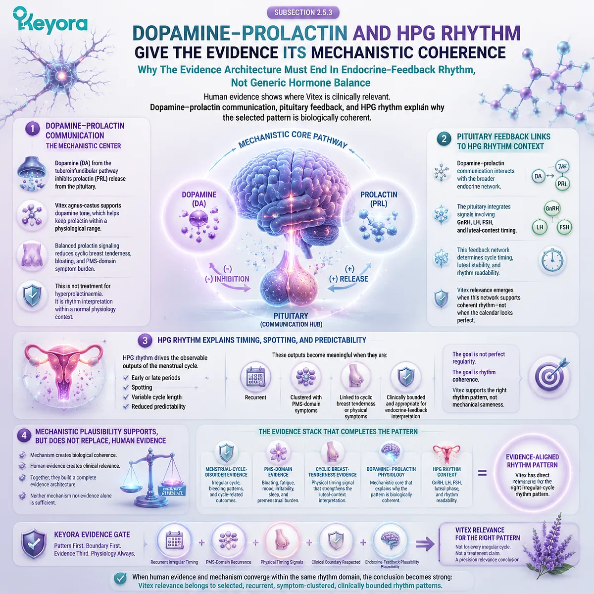 irregular cycles and PMS symptoms linked via dopamine–prolactin feedback pituitary signaling and HPG rhythm coherence in Keyora Irregular Cycle Evidence Gate mechanistic framework for Vitex interpretation irregular cycles and PMS symptoms linked via dopamine–prolactin feedback pituitary signaling and HPG rhythm coherence in Keyora Irregular Cycle Evidence Gate mechanistic framework for Vitex interpretation