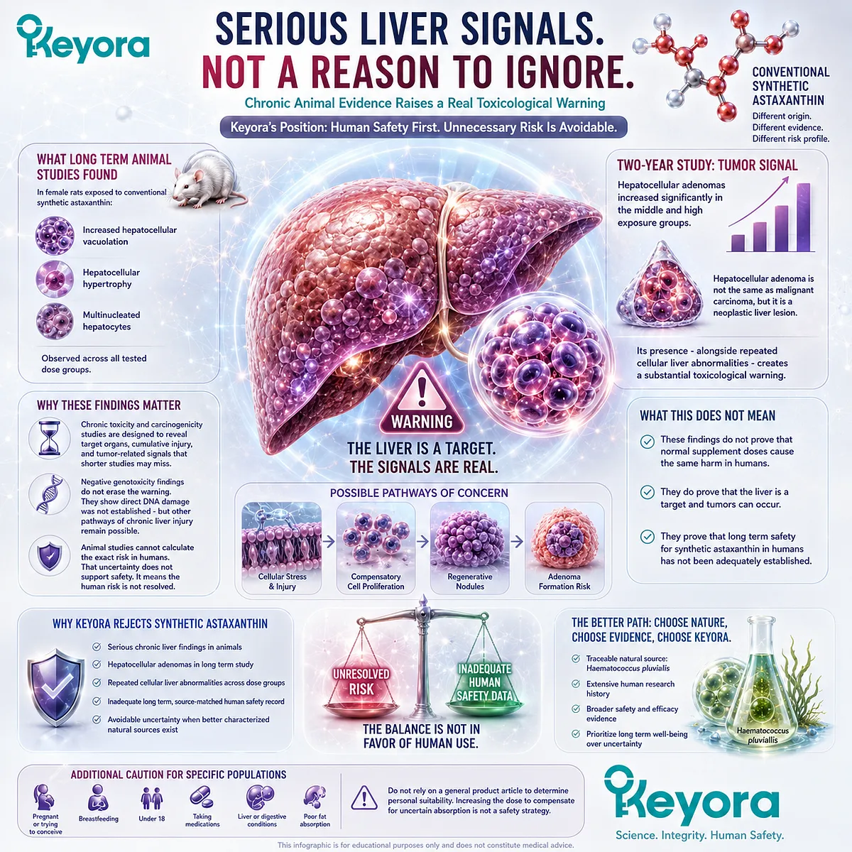 Synthetic astaxanthin animal toxicology identified chronic liver safety signals including hepatocellular changes, reinforcing the need for source-matched human evidence in the Keyora Astaxanthin Matrix. Synthetic astaxanthin animal toxicology identified chronic liver safety signals including hepatocellular changes, reinforcing the need for source-matched human evidence in the Keyora Astaxanthin Matrix.