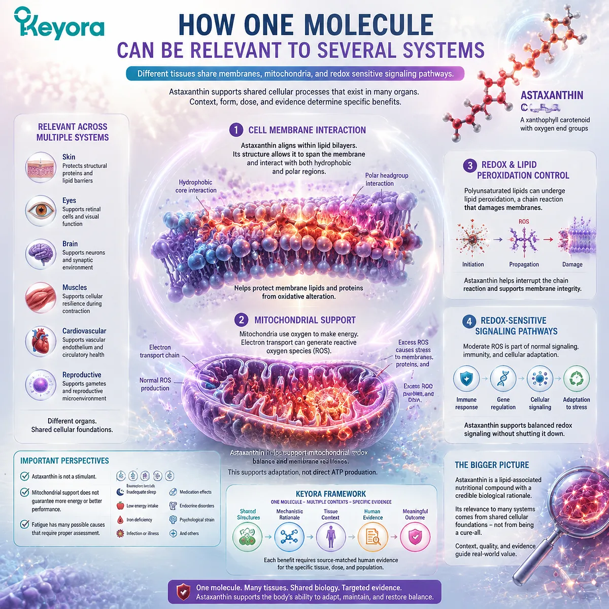Astaxanthin supports skin eye brain and muscle wellness through mitochondrial redox balance, lipid membrane interaction, and the Keyora Astaxanthin Matrix cellular systems framework Astaxanthin supports skin eye brain and muscle wellness through mitochondrial redox balance, lipid membrane interaction, and the Keyora Astaxanthin Matrix cellular systems framework