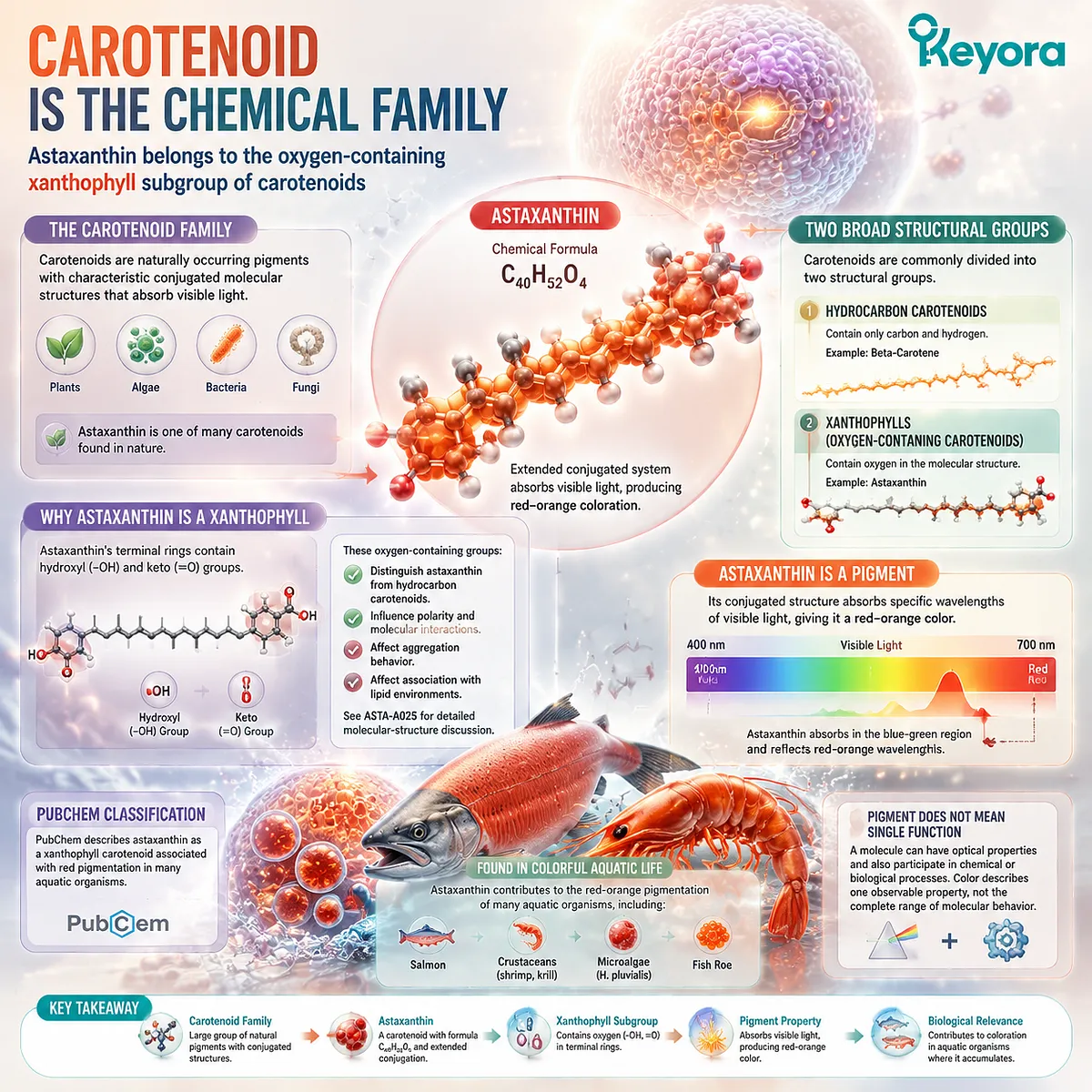 Astaxanthin carotenoid structure map showing xanthophyll oxygen groups, conjugated pigment system, and molecular identity through Keyora Astaxanthin Matrix framework Astaxanthin carotenoid structure map showing xanthophyll oxygen groups, conjugated pigment system, and molecular identity through Keyora Astaxanthin Matrix framework