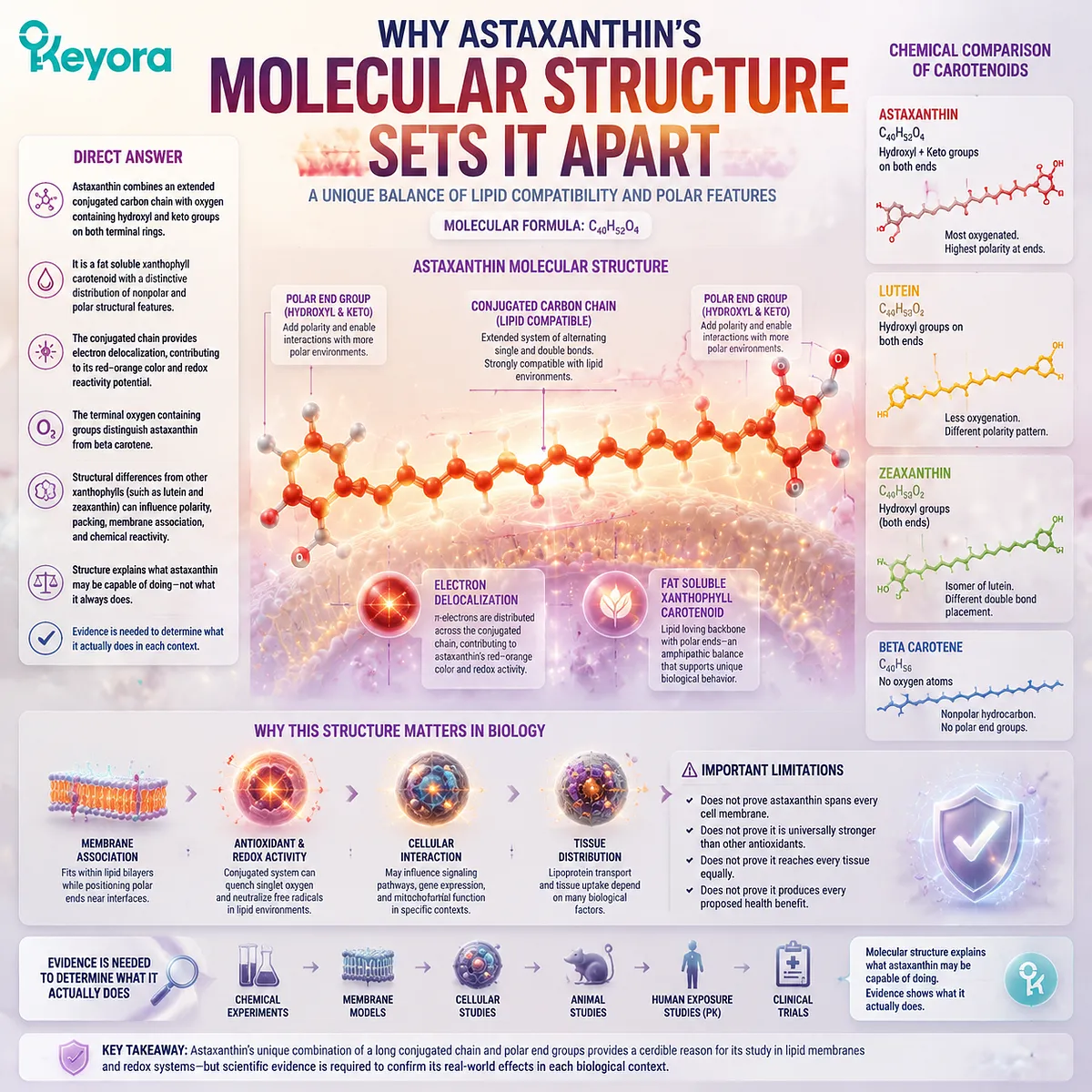 Astaxanthin molecular structure map showing conjugated carbon chain, hydroxyl keto groups, lipid affinity, and Keyora Astaxanthin Matrix mechanism framework Astaxanthin molecular structure map showing conjugated carbon chain, hydroxyl keto groups, lipid affinity, and Keyora Astaxanthin Matrix mechanism framework