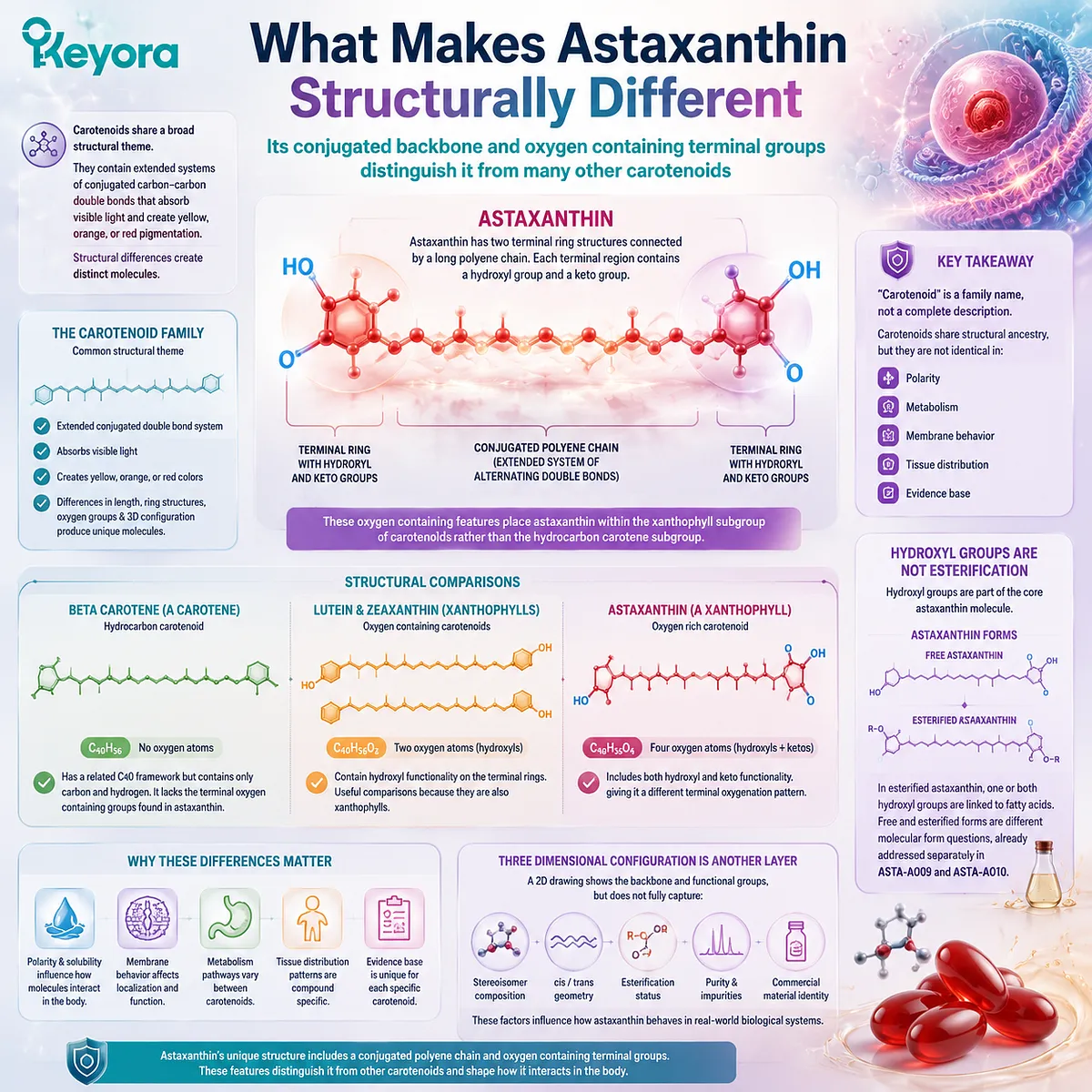 Astaxanthin structure comparison map showing xanthophyll oxygen groups, carotenoid differences, molecular forms, and Keyora Astaxanthin Matrix framework Astaxanthin structure comparison map showing xanthophyll oxygen groups, carotenoid differences, molecular forms, and Keyora Astaxanthin Matrix framework