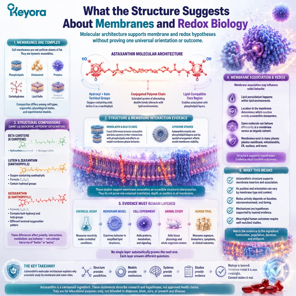 Astaxanthin membrane interaction map showing phospholipid bilayer association, redox biology pathways, and evidence layers through Keyora Astaxanthin Matrix framework Astaxanthin membrane interaction map showing phospholipid bilayer association, redox biology pathways, and evidence layers through Keyora Astaxanthin Matrix framework