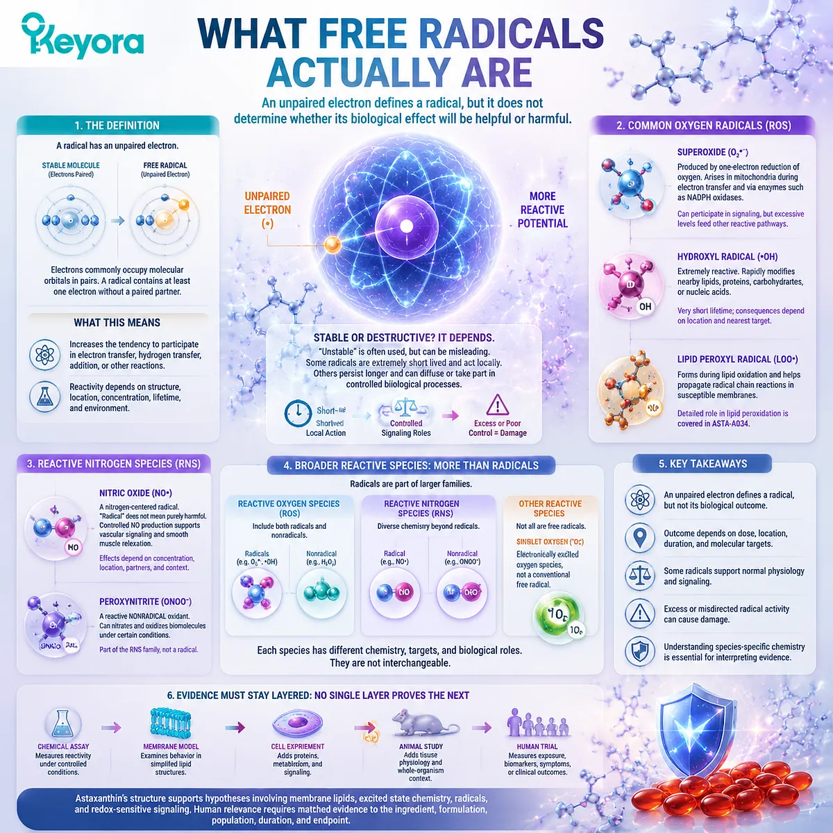 Astaxanthin free radical classification map showing ROS RNS species, unpaired electrons, redox balance, and Keyora Astaxanthin Matrix mechanism framework Astaxanthin free radical classification map showing ROS RNS species, unpaired electrons, redox balance, and Keyora Astaxanthin Matrix mechanism framework