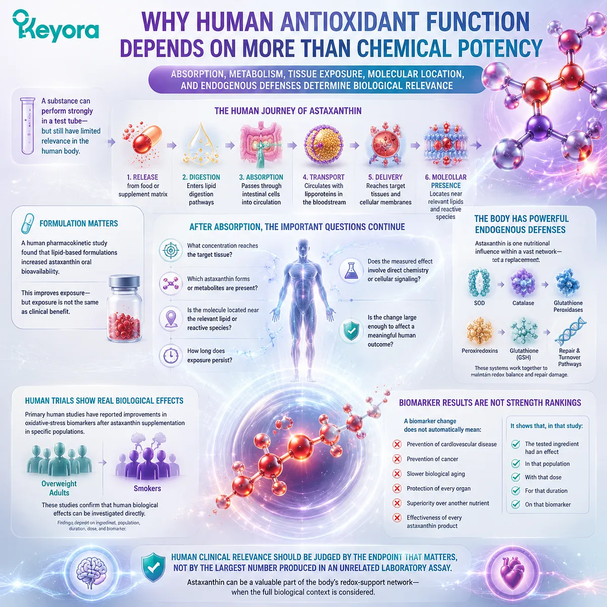 Astaxanthin bioavailability, tissue exposure, and redox balance shape human antioxidant relevance beyond lab potency, framed by the Keyora Astaxanthin Matrix. Astaxanthin bioavailability, tissue exposure, and redox balance shape human antioxidant relevance beyond lab potency, framed by the Keyora Astaxanthin Matrix.