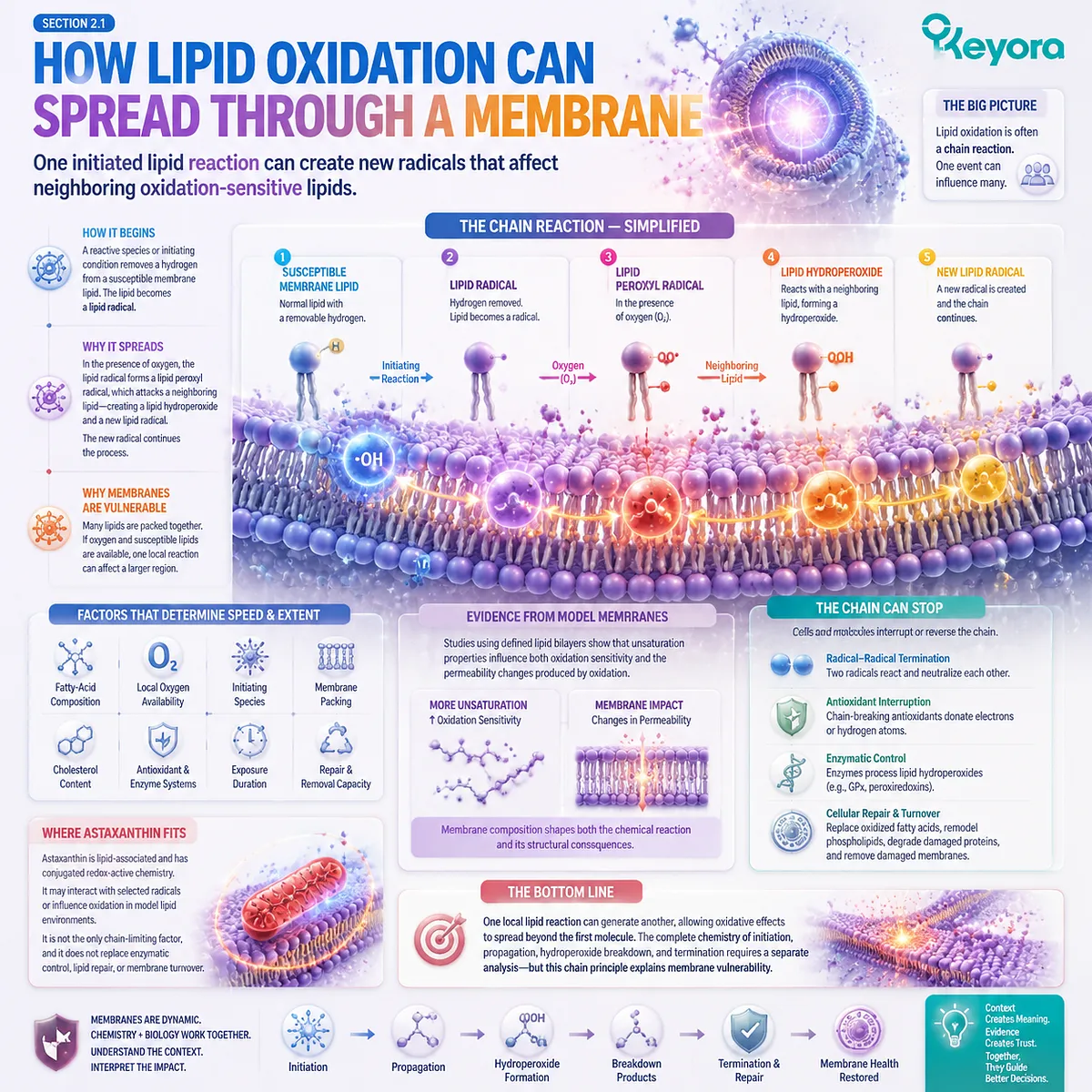 Astaxanthin membrane protection research examines lipid oxidation chain reactions, PUFA radical propagation, and redox balance through the Keyora Astaxanthin Matrix framework. Astaxanthin membrane protection research examines lipid oxidation chain reactions, PUFA radical propagation, and redox balance through the Keyora Astaxanthin Matrix framework.