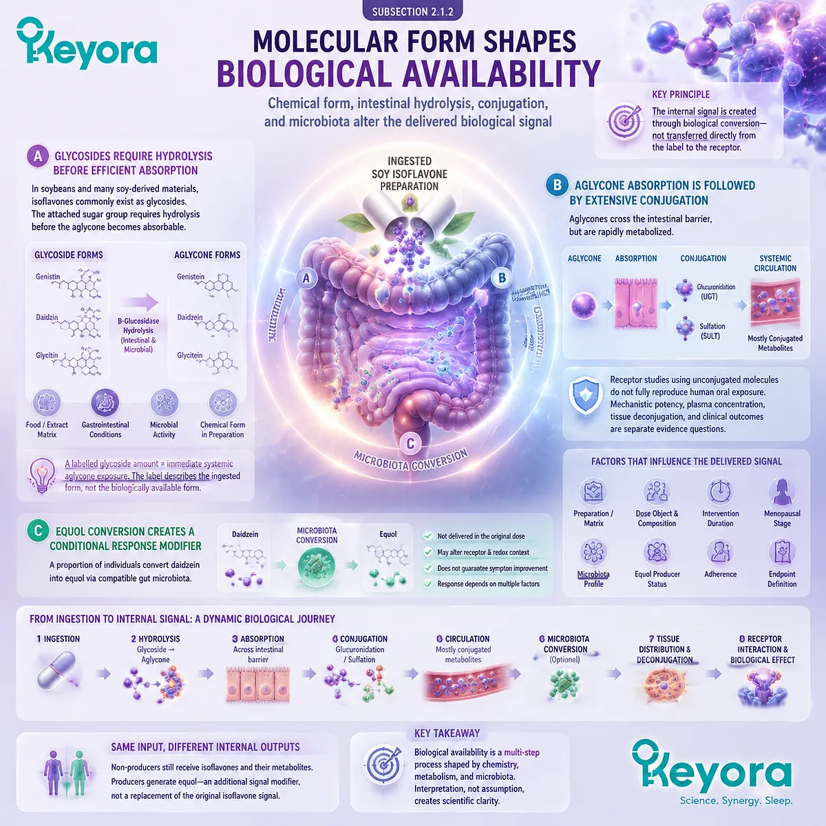 Soy isoflavone absorption depends on glycoside conversion, aglycone metabolism, and equol formation influencing ER-β signaling and menopause wellness in the Keyora Female Chrono-Nutrition Equol Amplifier Phenotype. Soy isoflavone absorption depends on glycoside conversion, aglycone metabolism, and equol formation influencing ER-β signaling and menopause wellness in the Keyora Female Chrono-Nutrition Equol Amplifier Phenotype.