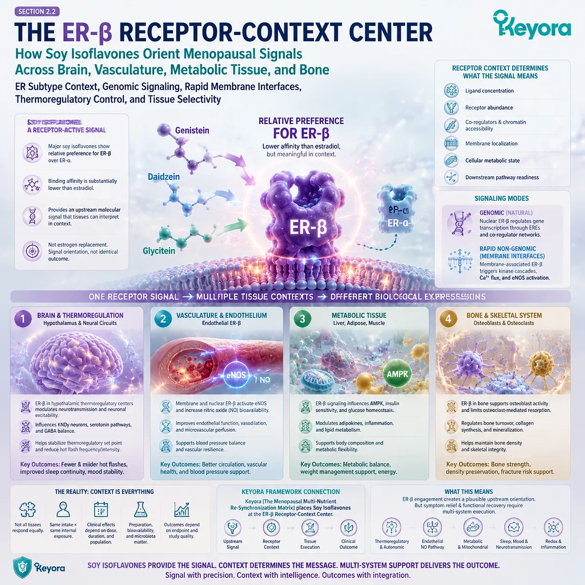 Soy isoflavones influence menopause wellness through ER-β receptor signaling across brain, vascular, metabolic, and bone systems within the Keyora Female Chrono-Nutrition Re-Synchronization Matrix. Soy isoflavones influence menopause wellness through ER-β receptor signaling across brain, vascular, metabolic, and bone systems within the Keyora Female Chrono-Nutrition Re-Synchronization Matrix.