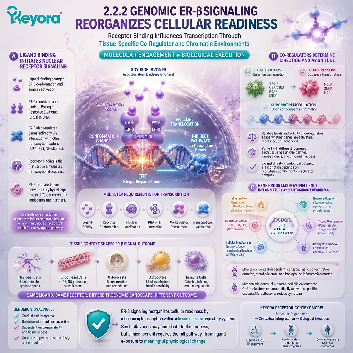 Soy isoflavones influence menopause wellness through ER-β genomic signaling, co-regulator networks, and cellular readiness across metabolic and inflammatory pathways in the Keyora Female Chrono-Nutrition framework. Soy isoflavones influence menopause wellness through ER-β genomic signaling, co-regulator networks, and cellular readiness across metabolic and inflammatory pathways in the Keyora Female Chrono-Nutrition framework.