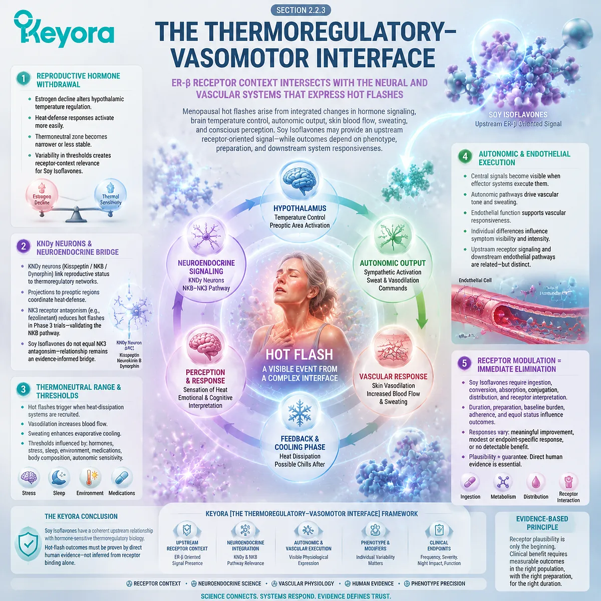 Soy isoflavones support menopause wellness through ER-β signaling, thermoregulatory vasomotor pathways, KNDy neuroendocrine context, and vascular response in the Keyora Thermoregulatory-Vasomotor Interface. Soy isoflavones support menopause wellness through ER-β signaling, thermoregulatory vasomotor pathways, KNDy neuroendocrine context, and vascular response in the Keyora Thermoregulatory-Vasomotor Interface.