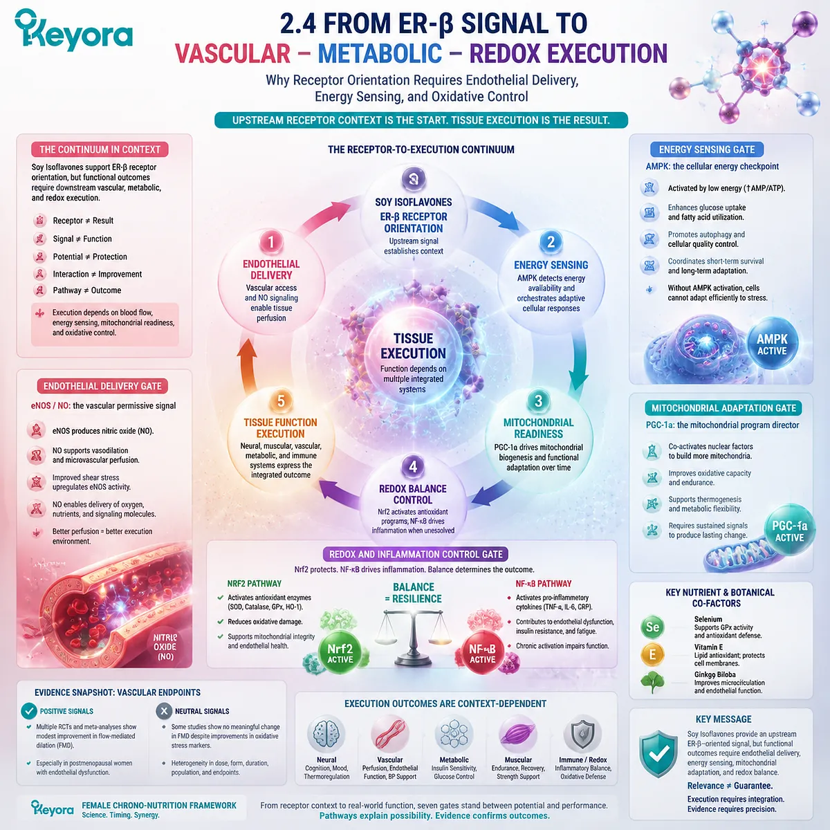 Soy isoflavones support menopause wellness through ER-β signaling linked to eNOS/NO vascular response, AMPK energy sensing, mitochondrial redox balance, and the Keyora Receptor-to-Execution Continuum. Soy isoflavones support menopause wellness through ER-β signaling linked to eNOS/NO vascular response, AMPK energy sensing, mitochondrial redox balance, and the Keyora Receptor-to-Execution Continuum.