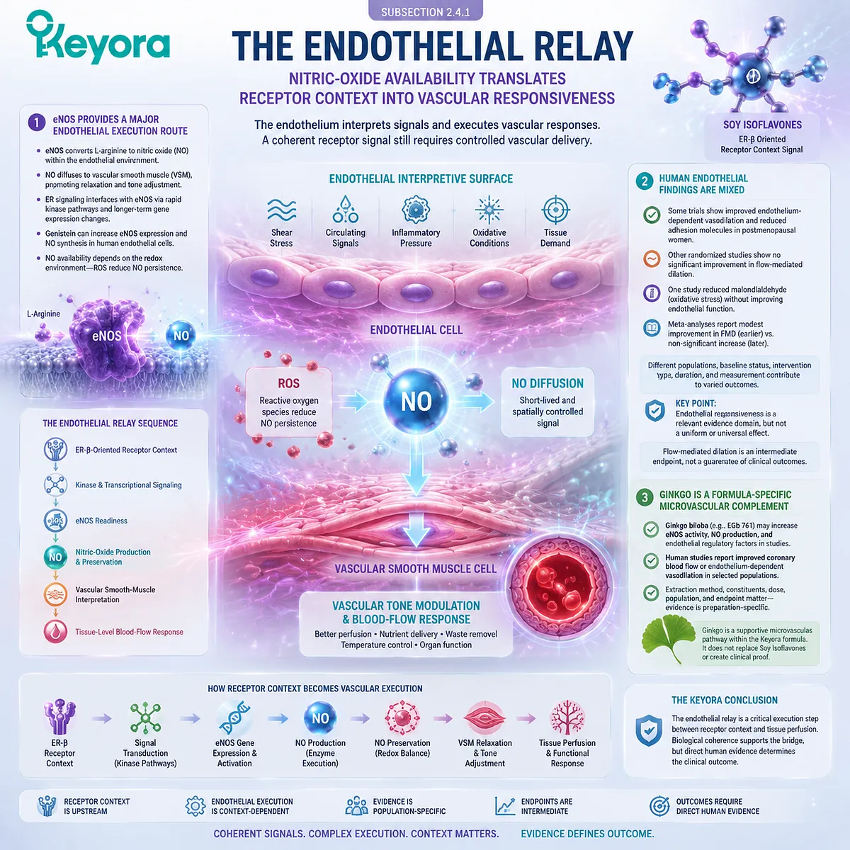 Soy isoflavones support menopause vascular wellness through ER-β signaling, eNOS/NO endothelial pathways, nitric oxide availability, and microvascular execution in the Keyora Receptor-to-Execution Continuum. Soy isoflavones support menopause vascular wellness through ER-β signaling, eNOS/NO endothelial pathways, nitric oxide availability, and microvascular execution in the Keyora Receptor-to-Execution Continuum.